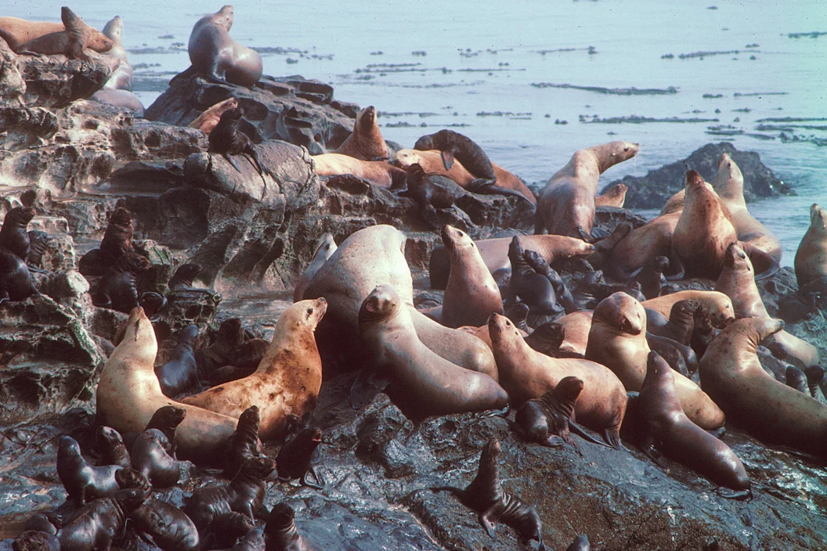 How a sea lion lives: some interesting facts from the life of a sea lion - Animals, Sea lions, Yandex Zen, Longpost