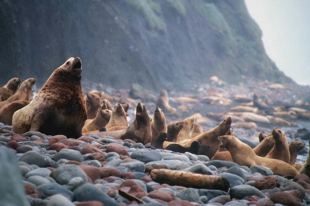 How a sea lion lives: some interesting facts from the life of a sea lion - Animals, Sea lions, Yandex Zen, Longpost