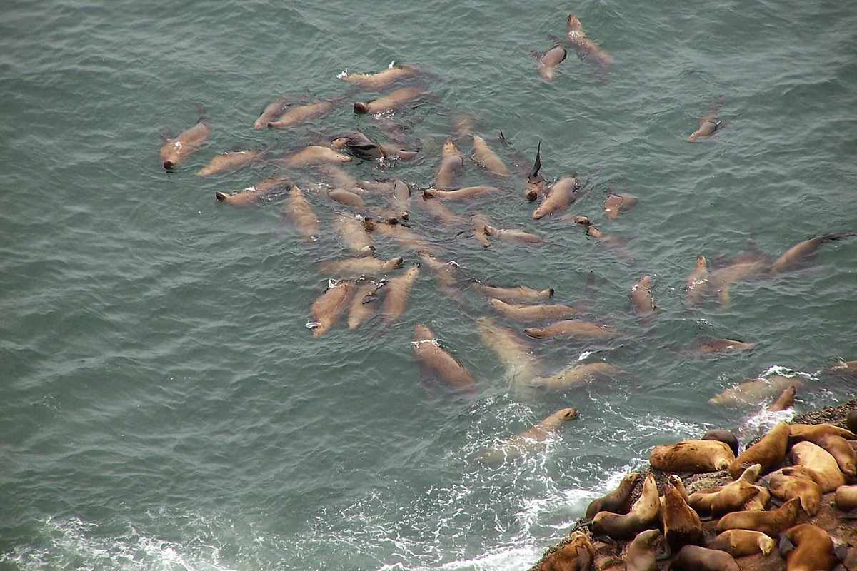 How a sea lion lives: some interesting facts from the life of a sea lion - Animals, Sea lions, Yandex Zen, Longpost