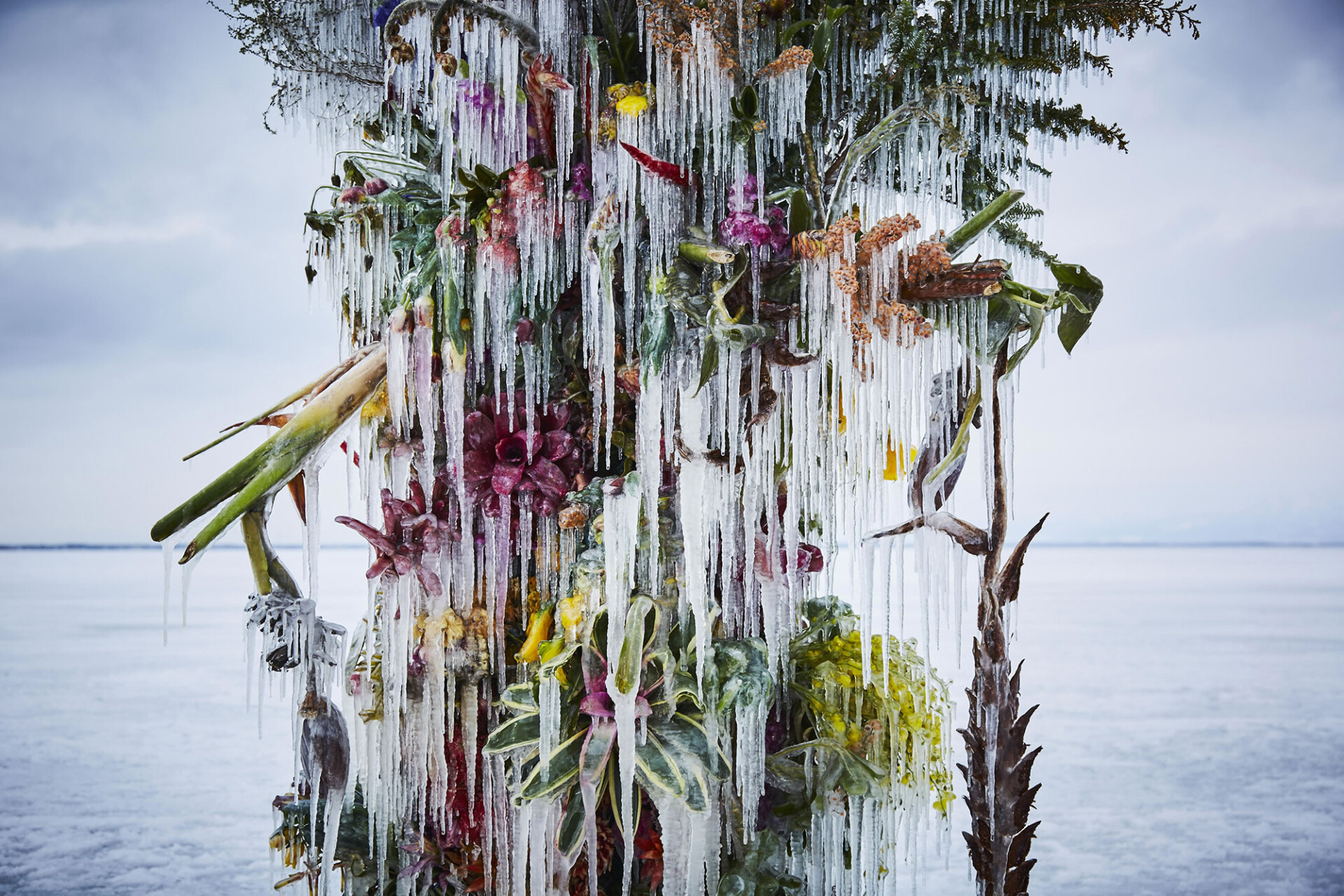 Frozen Flowers by Makoto Azuma - The photo, Flowers, Japan, Installation, Ice, Ice sculpture, Modern Art, Longpost