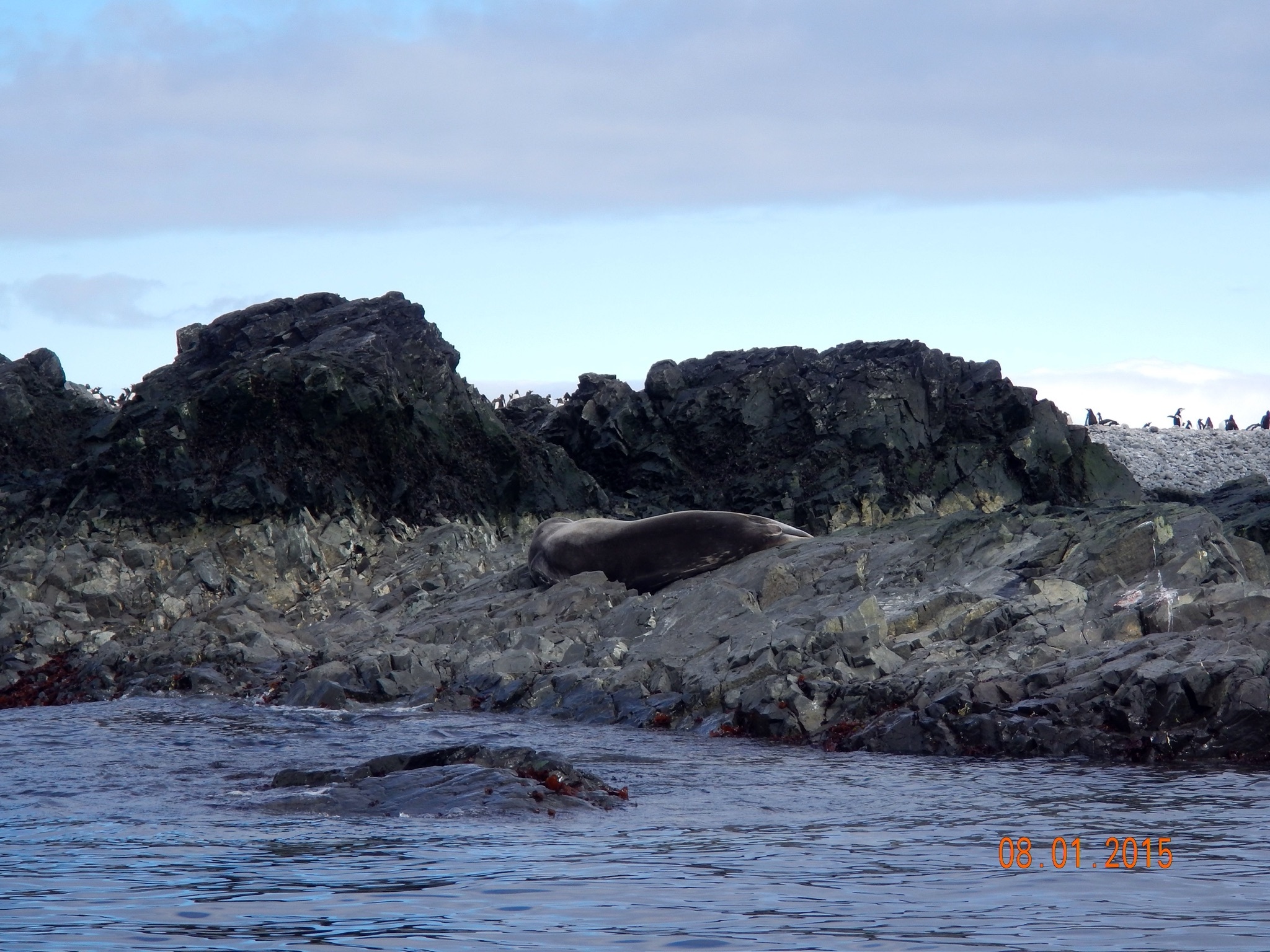 Continuation of the post “Argentina and Antarctica” - My, Argentina, National park, Travels, Antarctica, Tierra del Fuego, Wild animals, Reply to post, Longpost