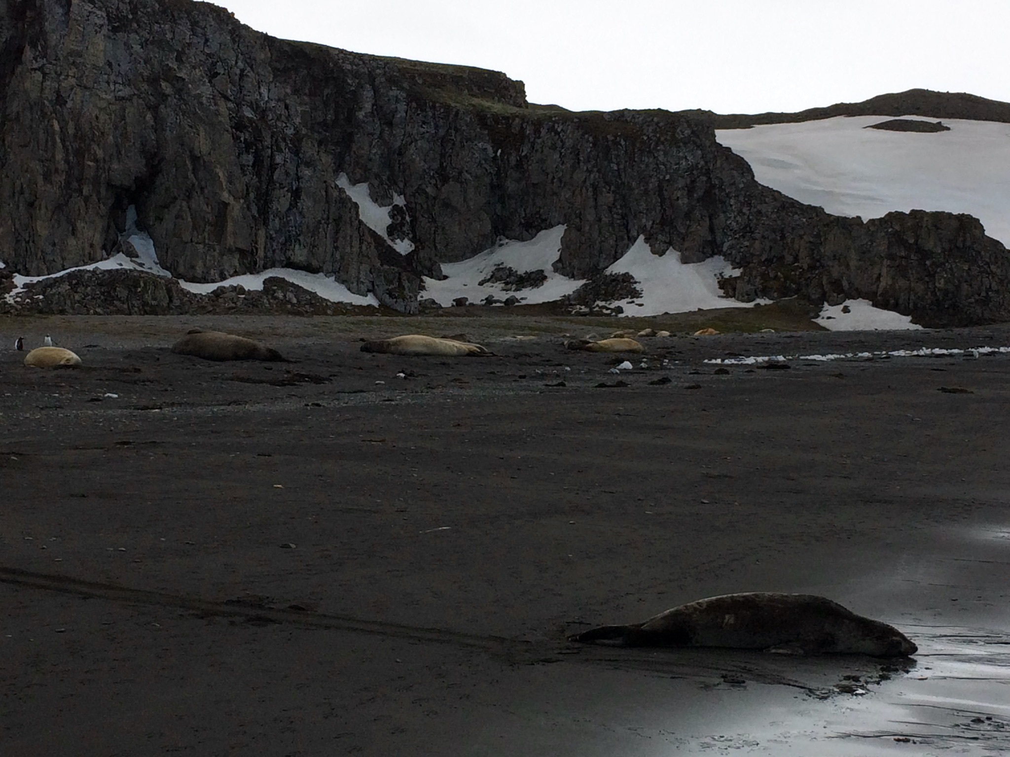 Continuation of the post “Argentina and Antarctica” - Argentina, National park, Travels, Antarctica, Tierra del Fuego, Wild animals, Reply to post, Longpost