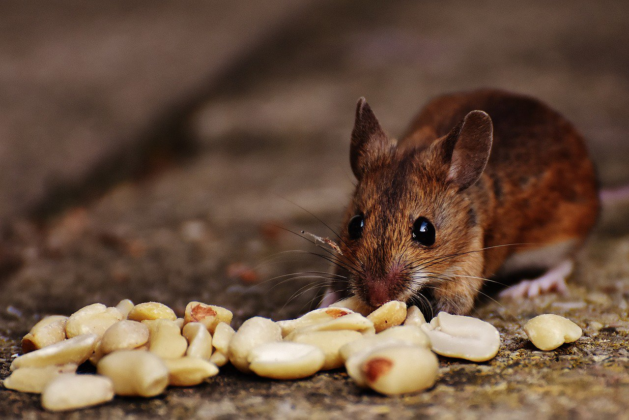 Zoologists managed to turn an ordinary mouse into a ferocious predator - Mouse, Rodents, Yale, USA, Scientists have proven, Animal experiments, The science, Biologists, Zombie, The national geographic, Zoology, Longpost