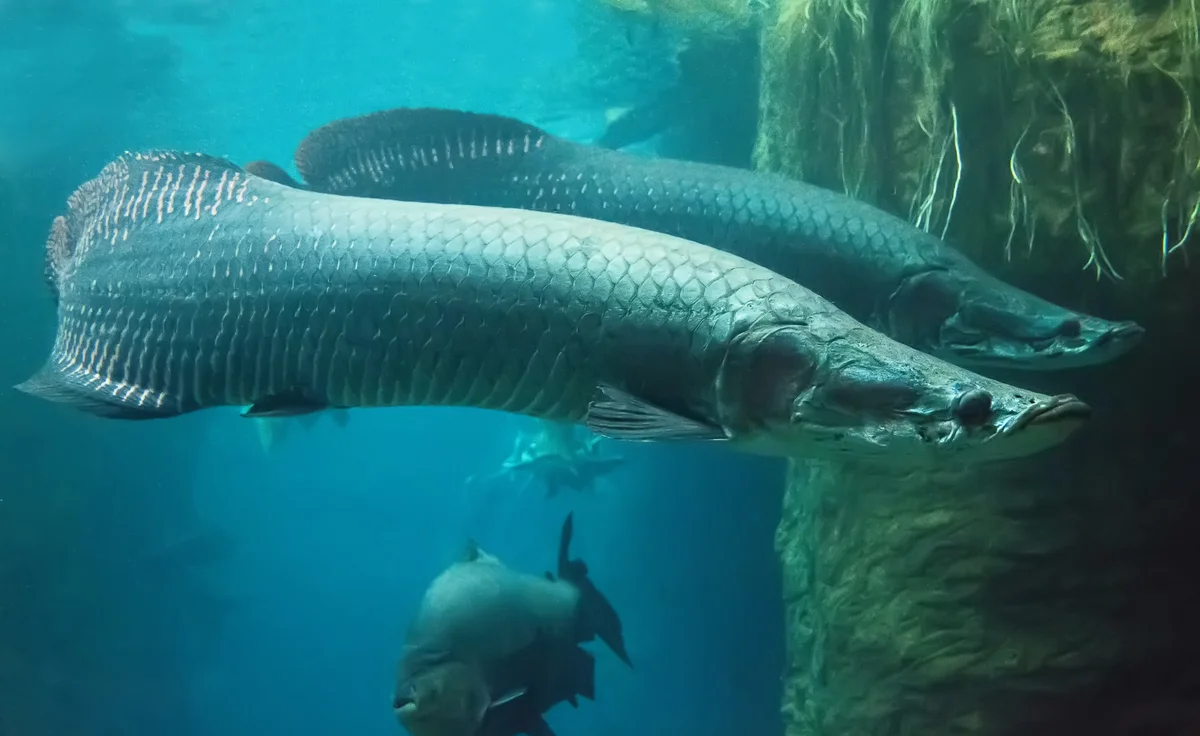 Giant Arapaima: Largest freshwater fish - A fish, Fishing, Yandex Zen, Longpost, Animals