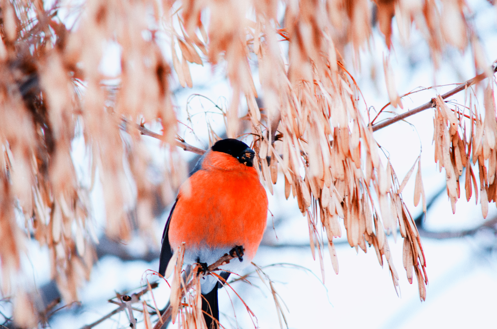 Bullfinches - My, Bullfinches, Morning, Longpost, The photo