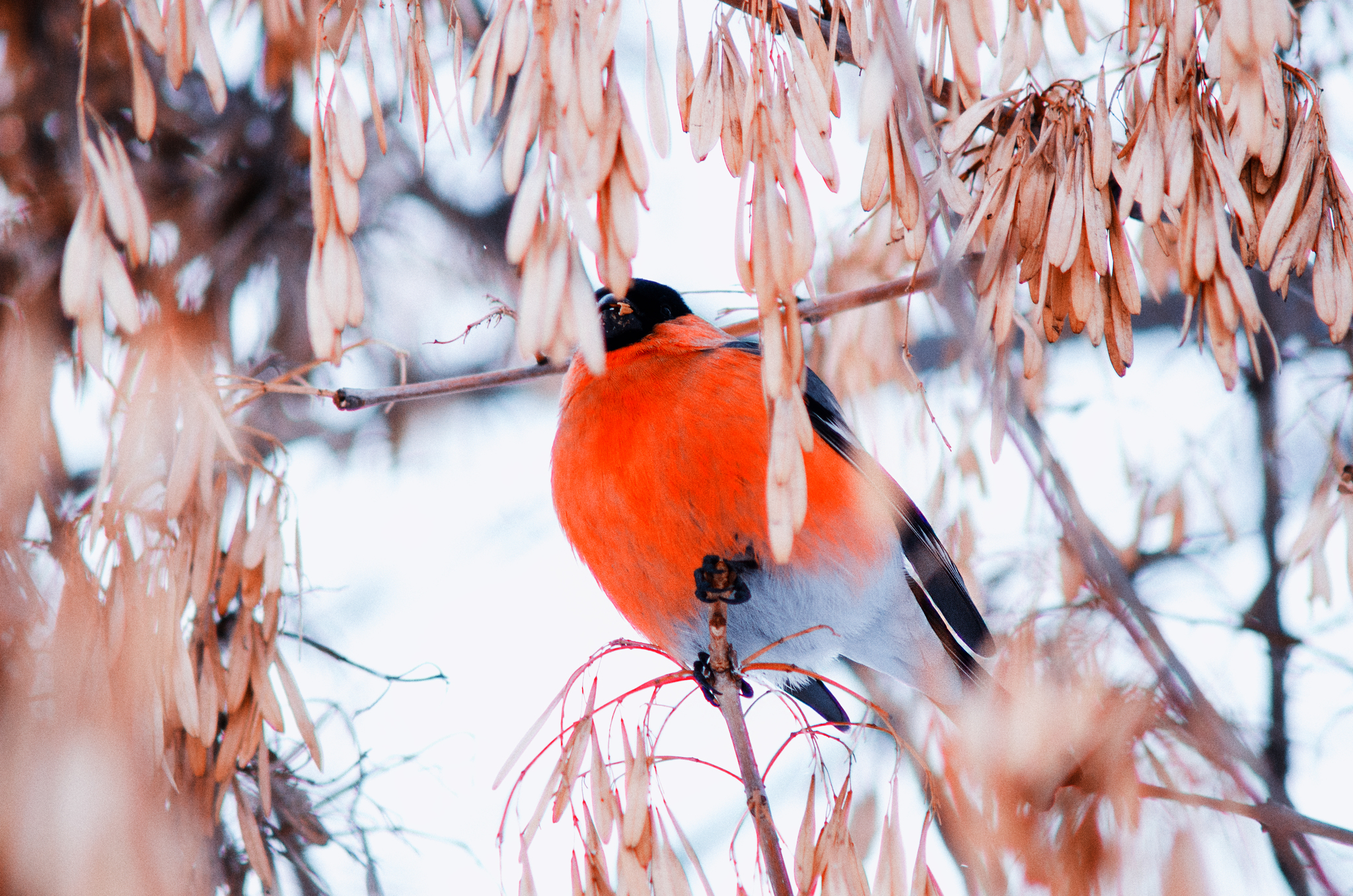 Bullfinches - My, Bullfinches, Morning, Longpost, The photo