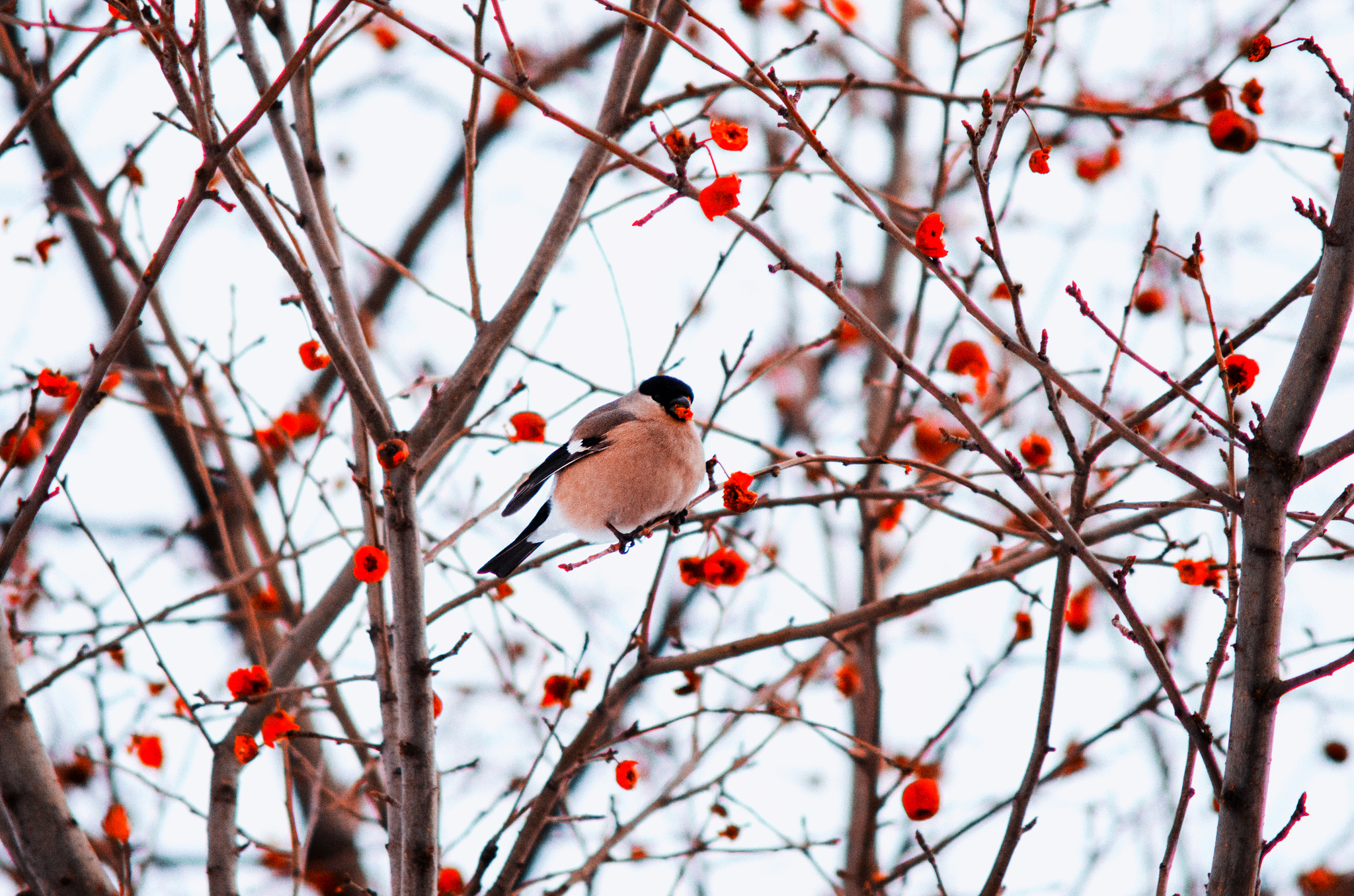 Bullfinches - My, Bullfinches, Morning, Longpost, The photo