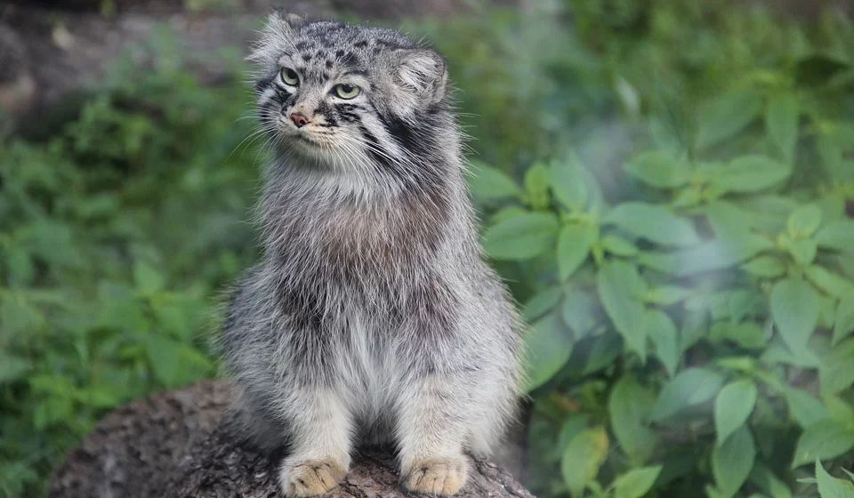 A pure snow leopard genome will be developed in Tatarstan - Snow Leopard, Big cats, Pallas' cat, Small cats, Tatarstan, Study of, Rare view, Genome, Russian scientists, The science, Research, Zoology, Longpost, Cat family