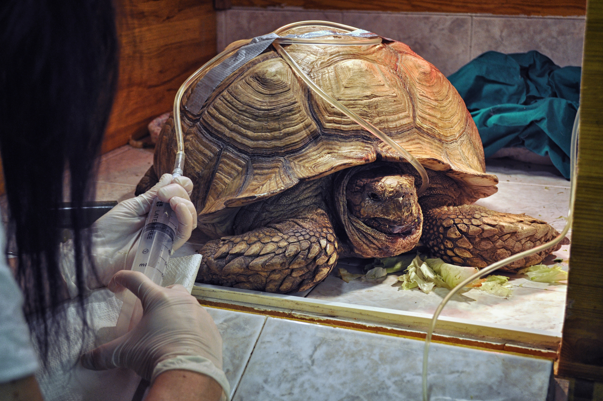 Vet clinic - My, Scientific photo contest, The photo, Longpost, Turtle, Chameleon, Sonya