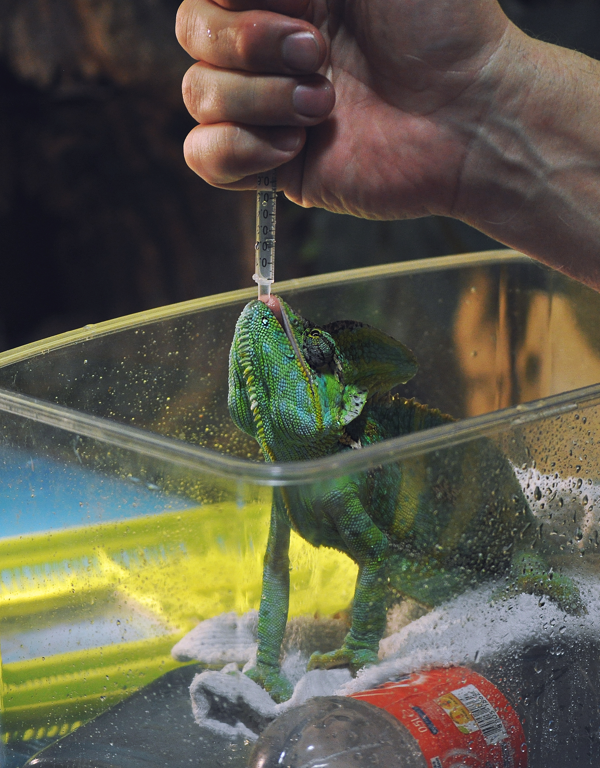 Vet clinic - My, Scientific photo contest, The photo, Longpost, Turtle, Chameleon, Sonya