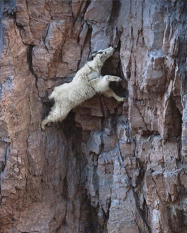 Rock climber - The photo, Rock climbers, Goat, Animals