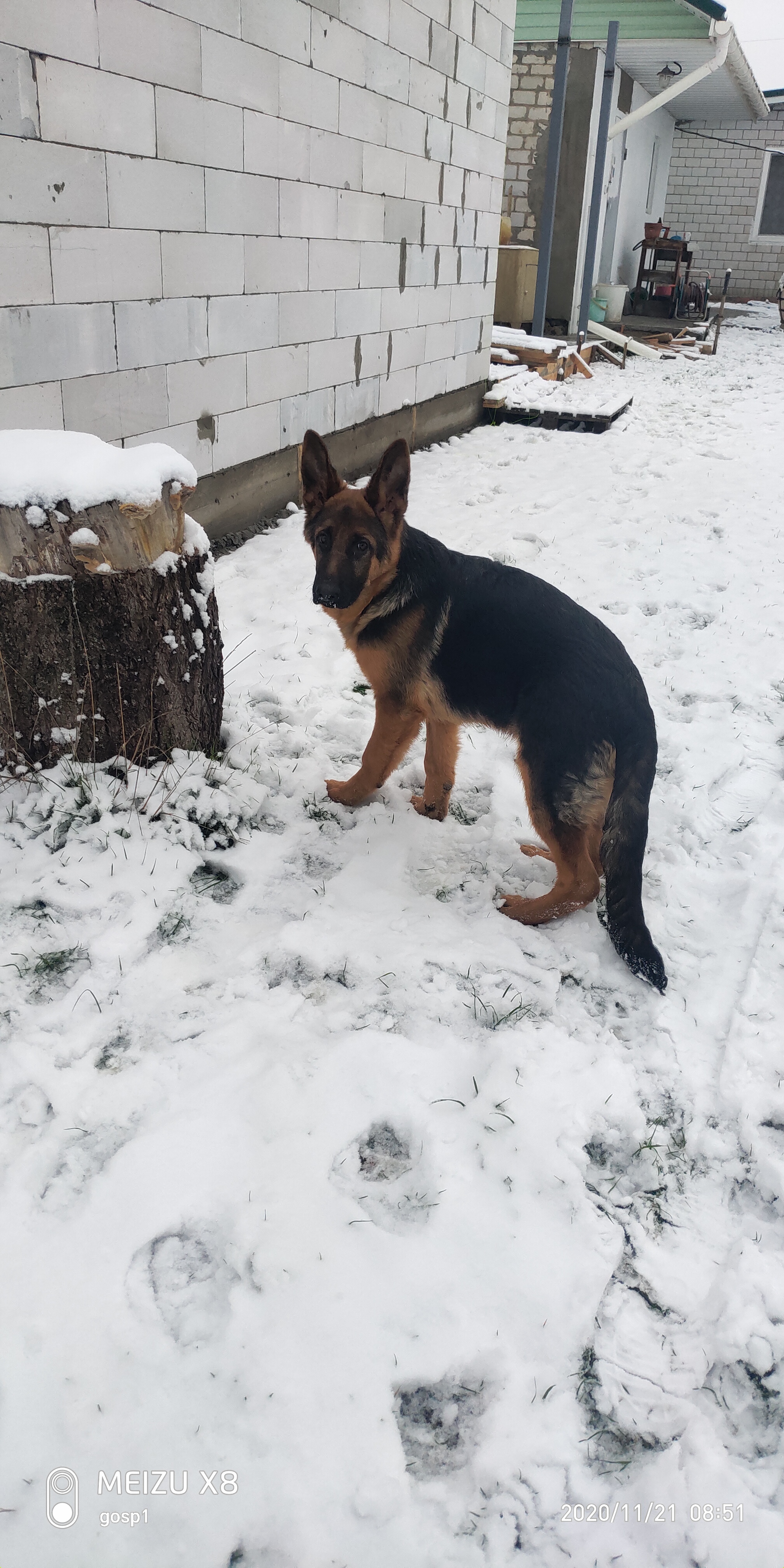 Ritchie (Blackmore) - My, German Shepherd, Dog, The photo, Longpost