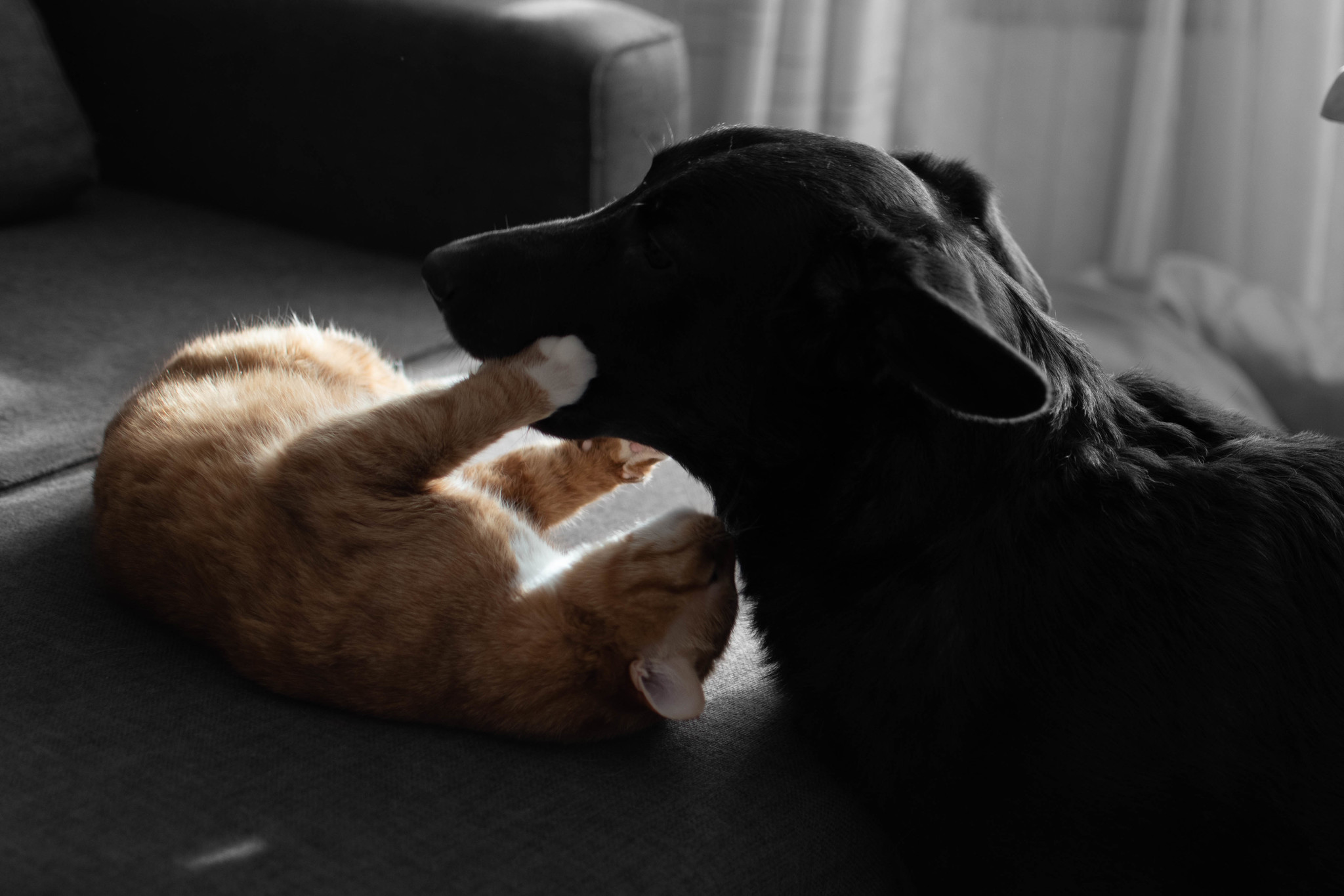 Like a cat and a dog - My, cat, Dog, Fight, Cats and dogs together, Milota, The photo, Longpost, Negative