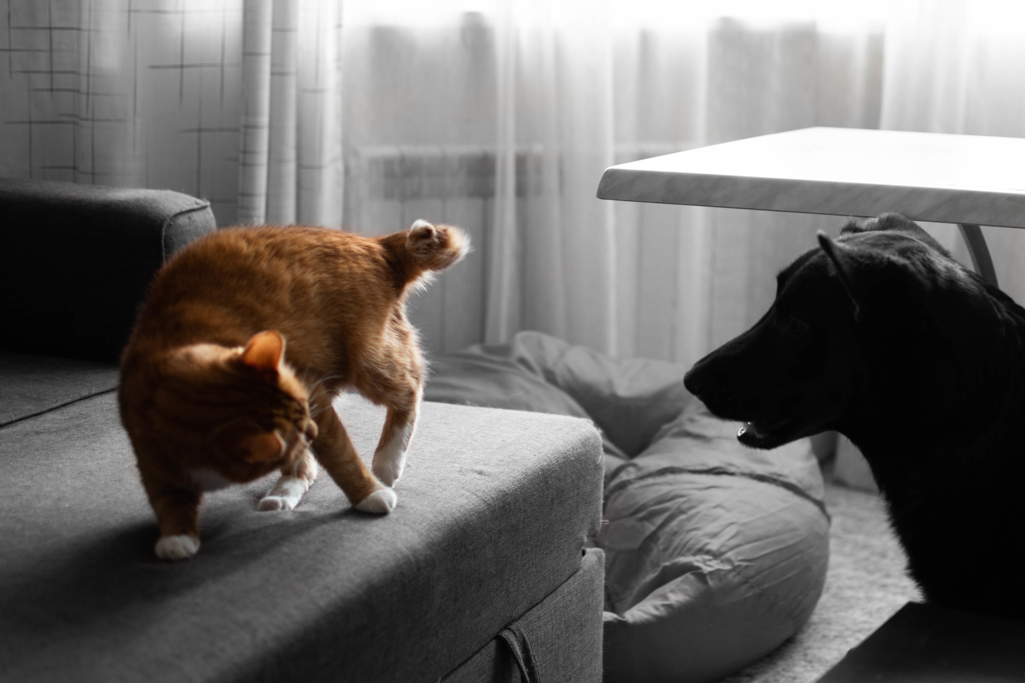 Like a cat and a dog - My, cat, Dog, Fight, Cats and dogs together, Milota, The photo, Longpost, Negative