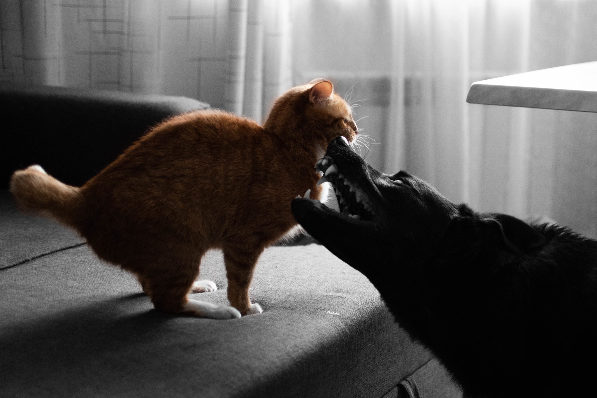 Like a cat and a dog - My, cat, Dog, Fight, Cats and dogs together, Milota, The photo, Longpost, Negative