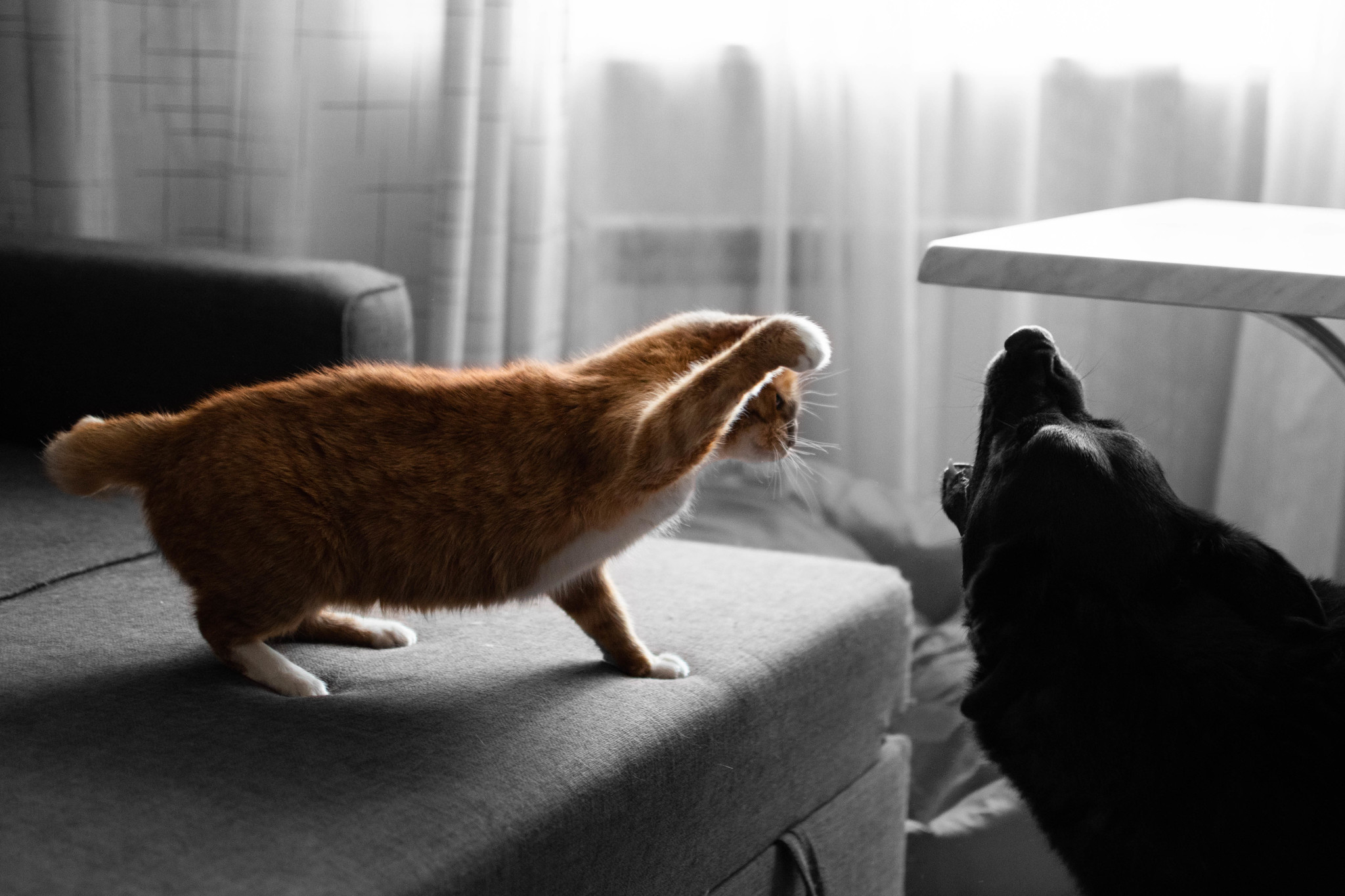 Like a cat and a dog - My, cat, Dog, Fight, Cats and dogs together, Milota, The photo, Longpost, Negative