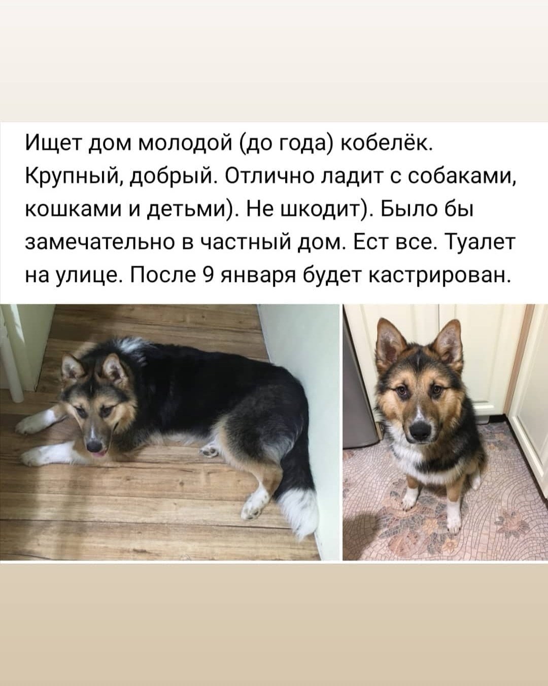 Fluffy is looking for a home! - My, Dog, House, Syktyvkar, In good hands, No rating, Help