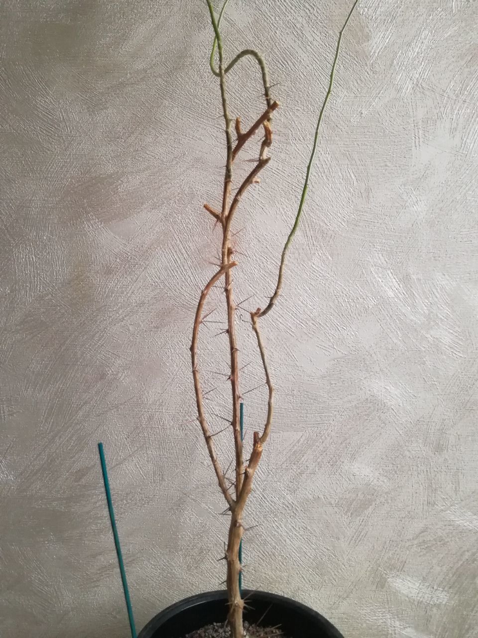 Help me identify the plant - My, Plant growing, Houseplants, What kind of plant, Longpost