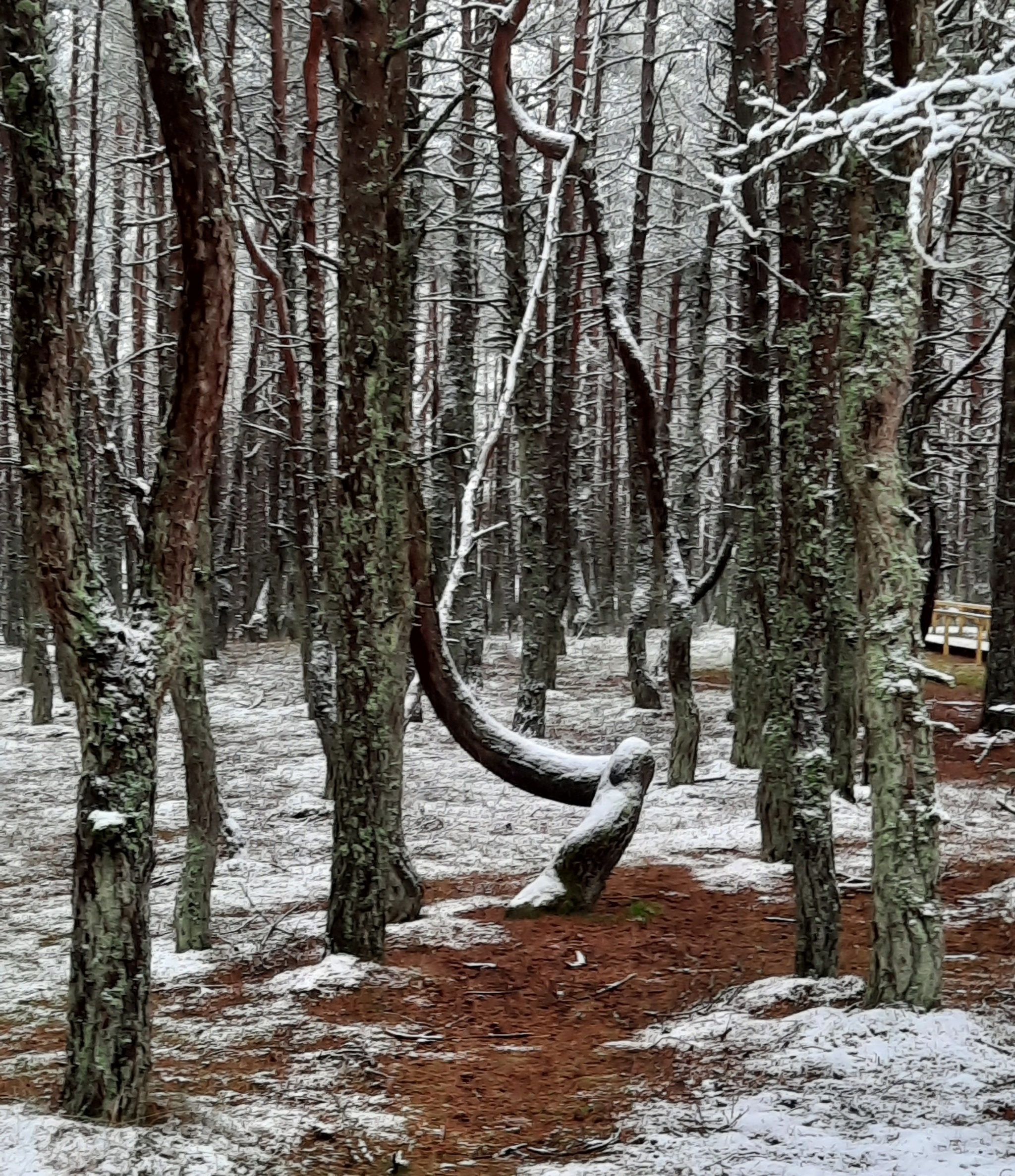 Dancing forest of the Curonian Spit, Kaliningrad region - My, Kaliningrad, Curonian Spit, Longpost, dancing forest, The photo