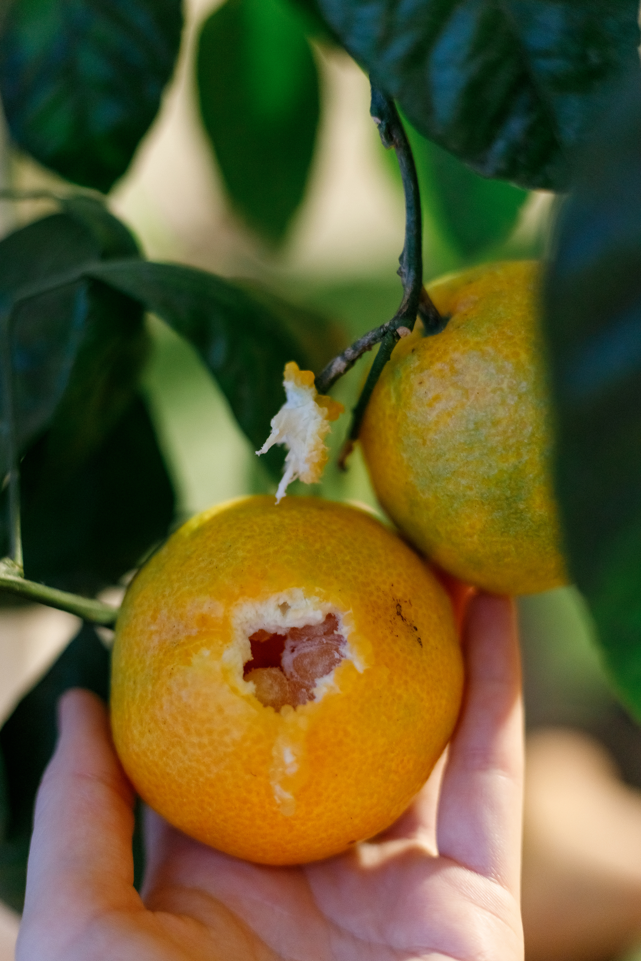 Continuation of the post “Oranges on the windowsill” - My, Vegetable garden on the windowsill, Citrus, Windowsill, The photo, Tangerines, Reply to post, Longpost