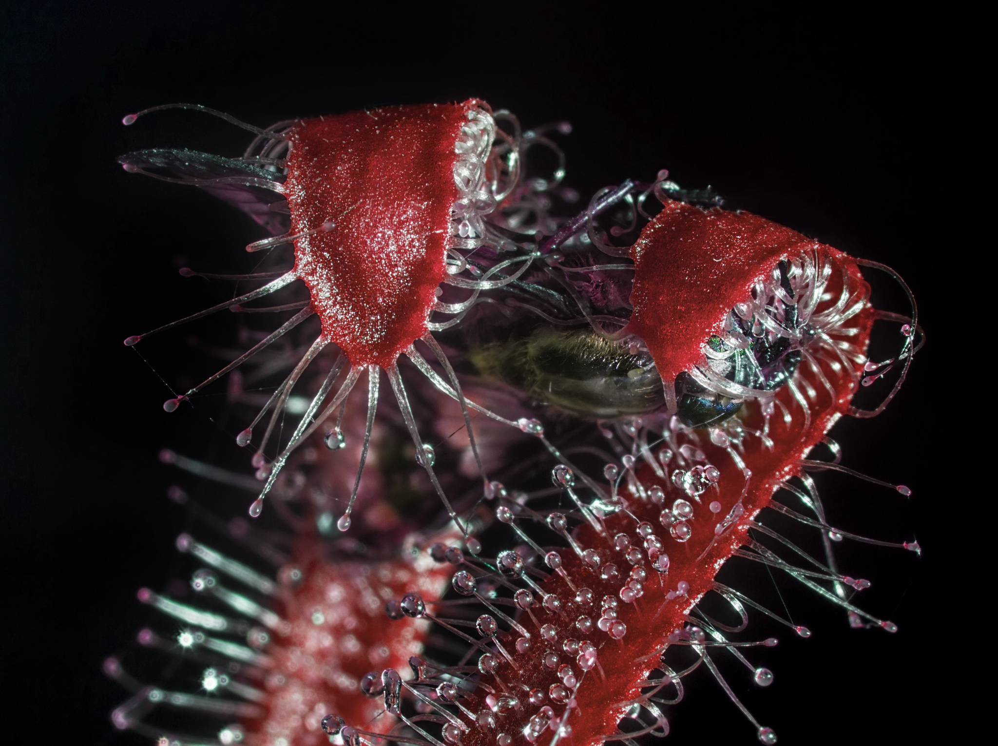 Маленький мясоед. Еще немного фотографий Drosera (Росянки) - Моё, Росянка, Хищные растения, Фотография, Макро, Макросъемка, Насекомоядные, Длиннопост