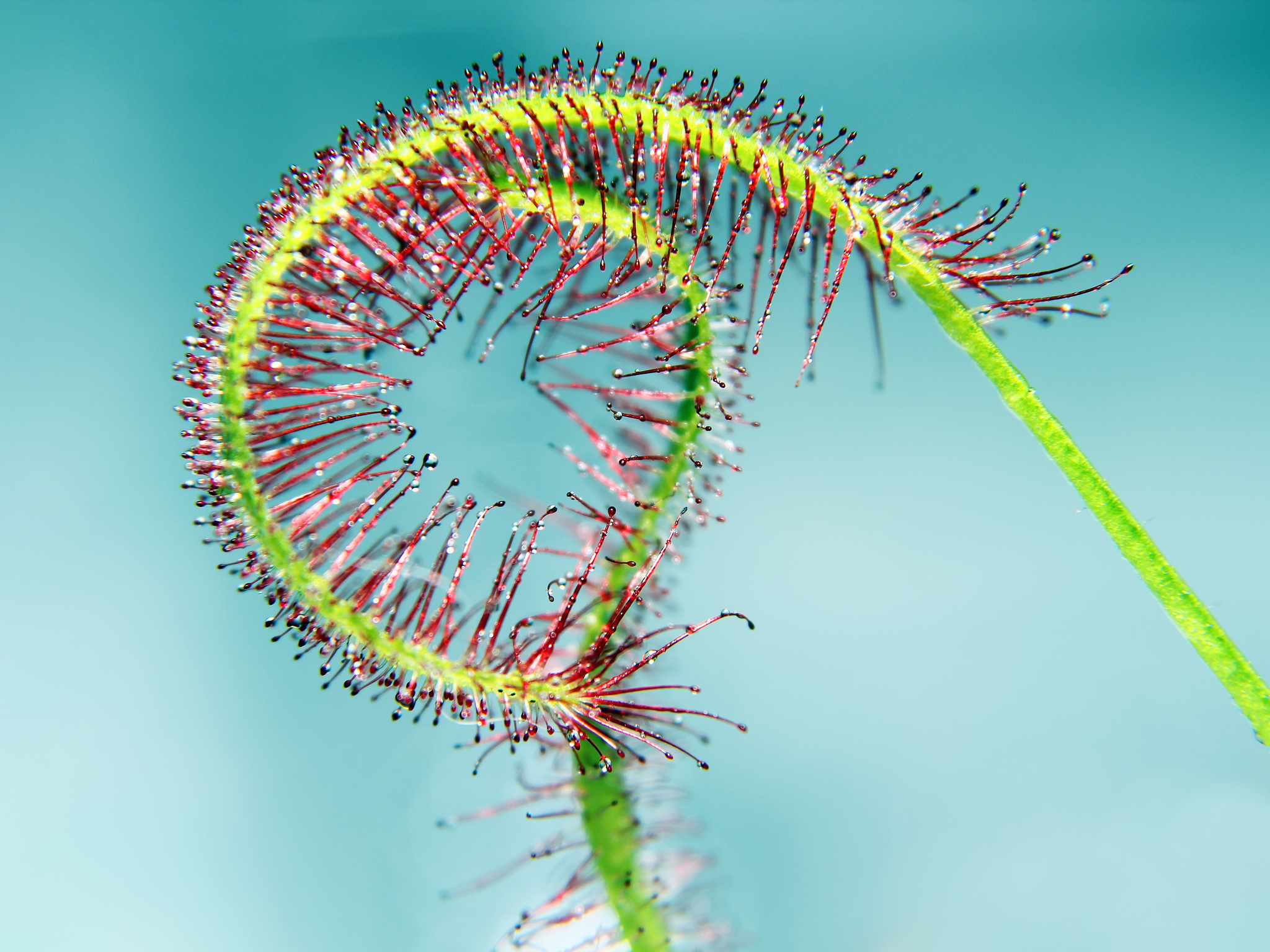 Little meat eater. Some more photos of Drosera (Sundews) - My, Sundew, Carnivorous plants, The photo, Macro, Macro photography, Insectivores, Longpost