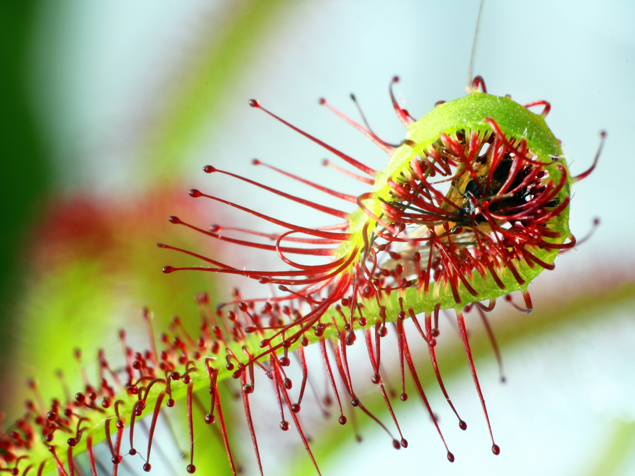 Little meat eater. Some more photos of Drosera (Sundews) - My, Sundew, Carnivorous plants, The photo, Macro, Macro photography, Insectivores, Longpost