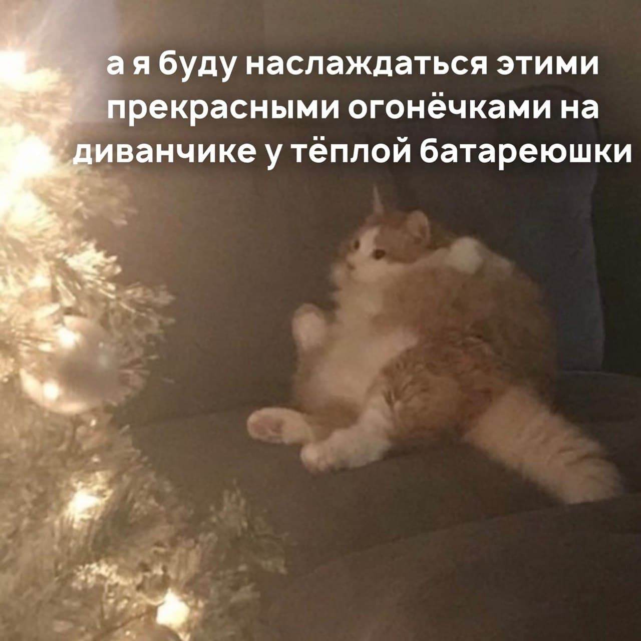 Salads - Picture with text, The photo, cat, Christmas tree, Salad, Food, Longpost, Going to the river