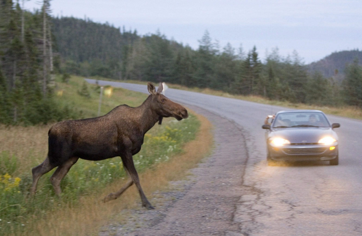 Damn moose - My, Elk, Track