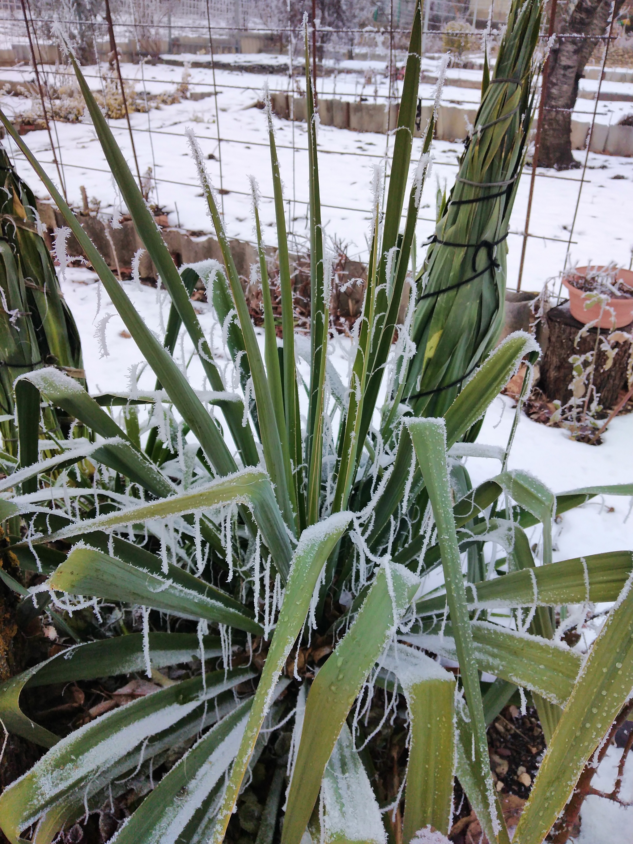 Yucca - My, The photo, Beshtau Nature Reserve, Longpost, Exotic, Flowers