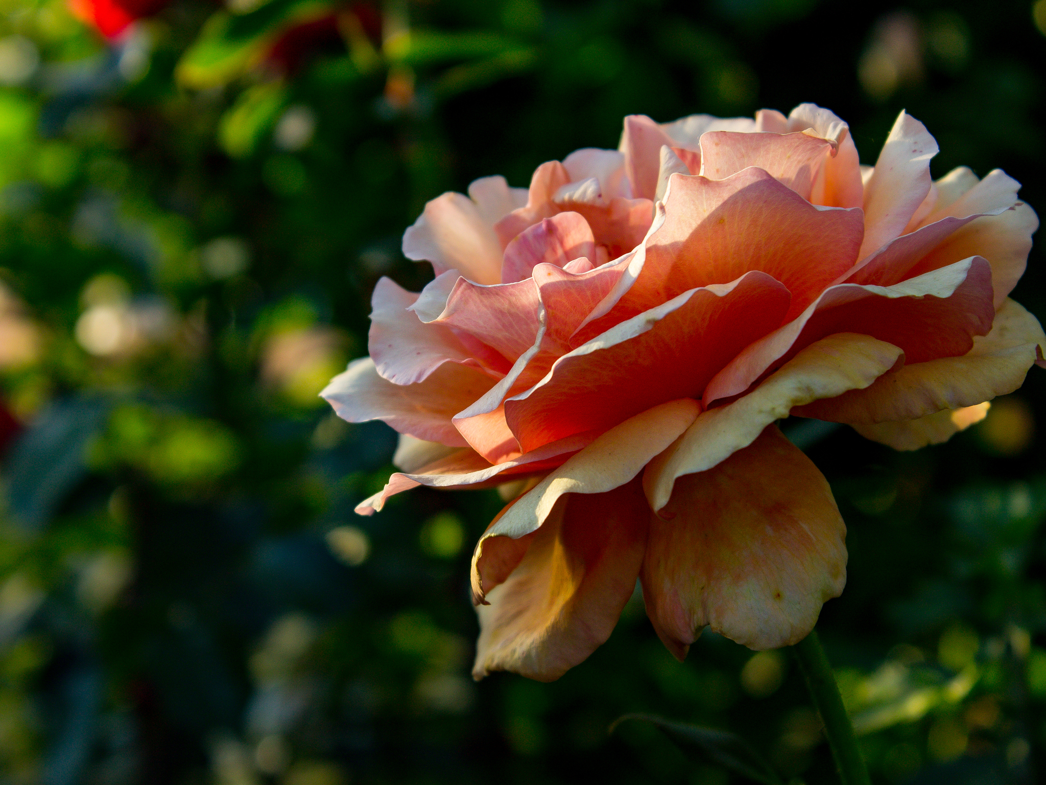 Rose - My, Flowers, the Rose, Nature, The photo