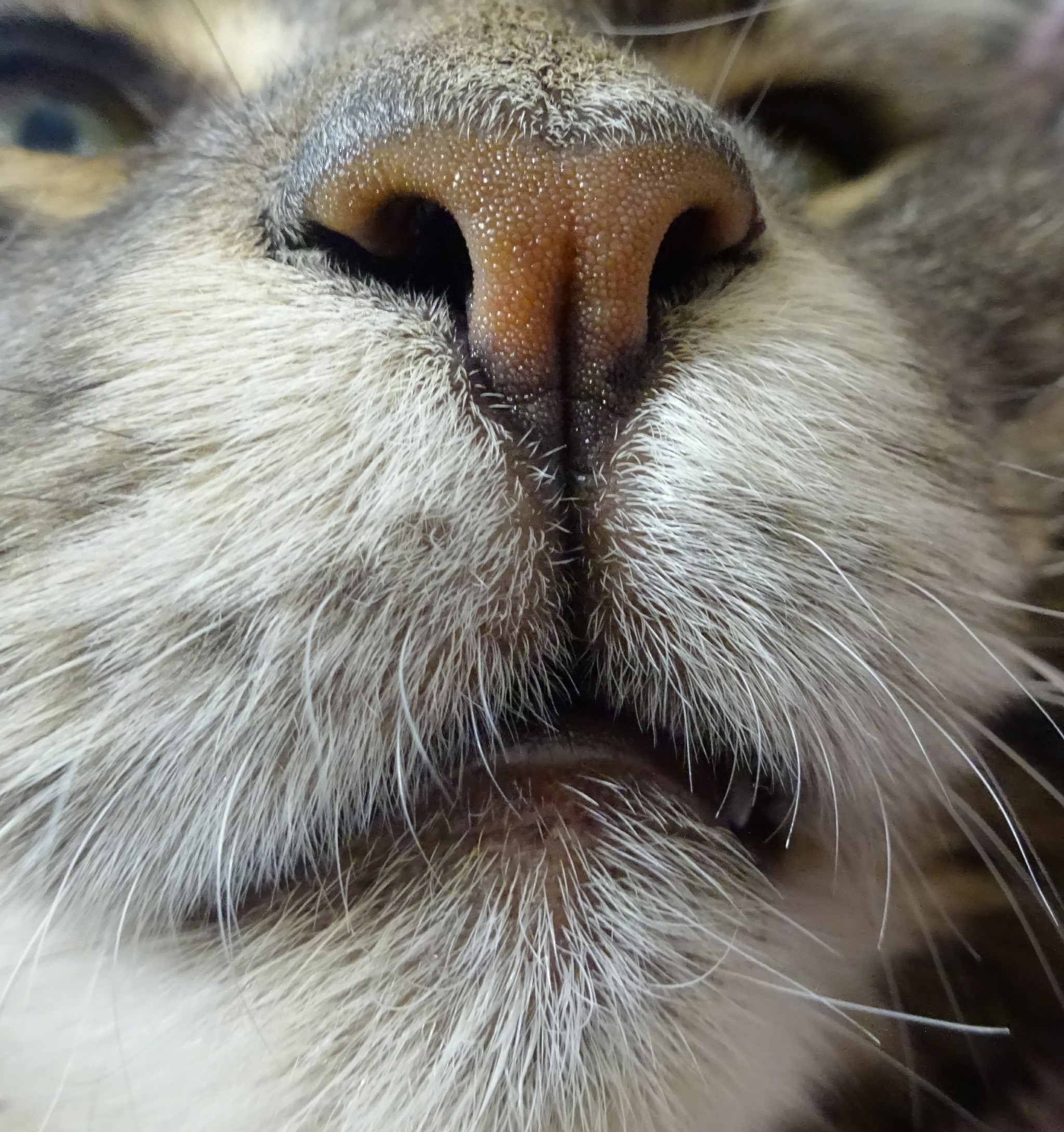 Air Flow Analyzer - My, cat, Nose, Maine Coon