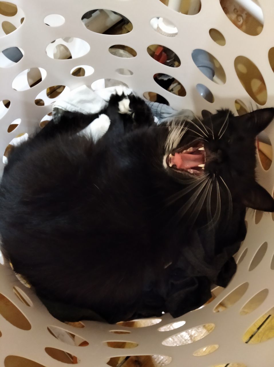 Female cat in a laundry basket - My, cat, Grin, Pets, Longpost