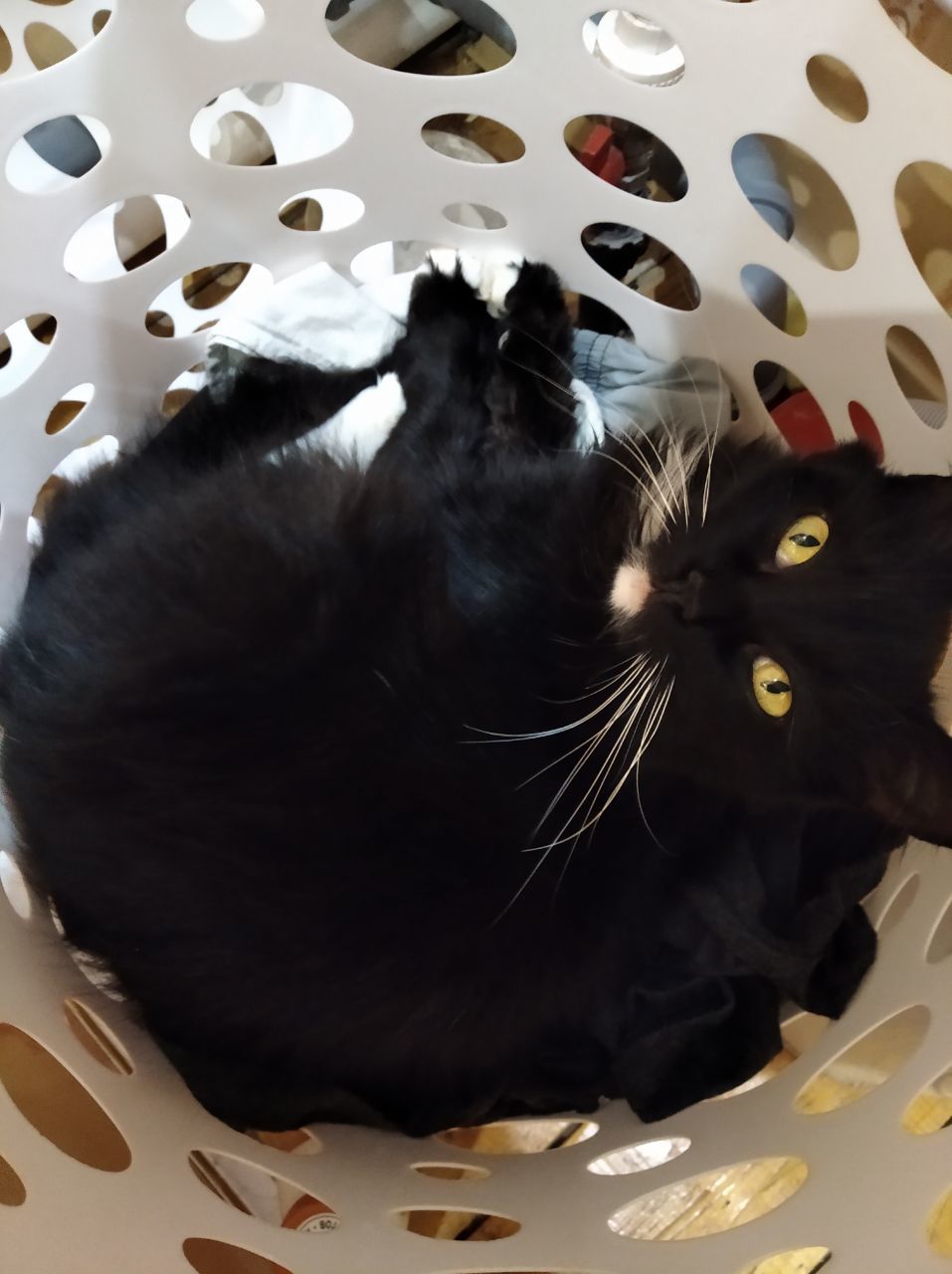 Female cat in a laundry basket - My, cat, Grin, Pets, Longpost