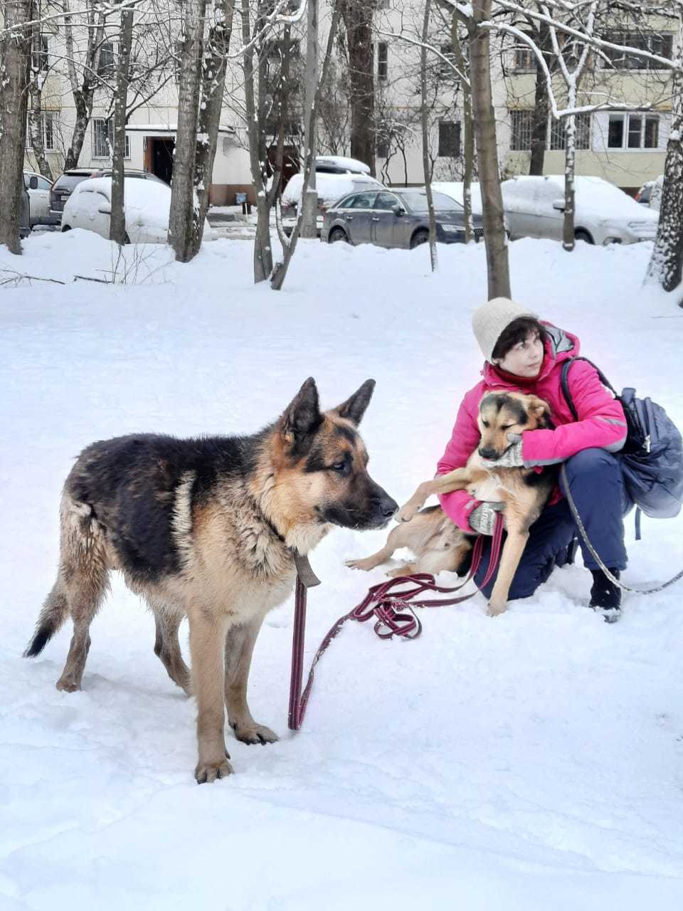 When his friend was caught, he trumpeted his grief throughout the entire area like a wounded elephant. - Dog, In good hands, Moscow, Moscow region, Animals, Homeless animals, Is free, House, Help me find, Help, Kindness, Longpost, No rating