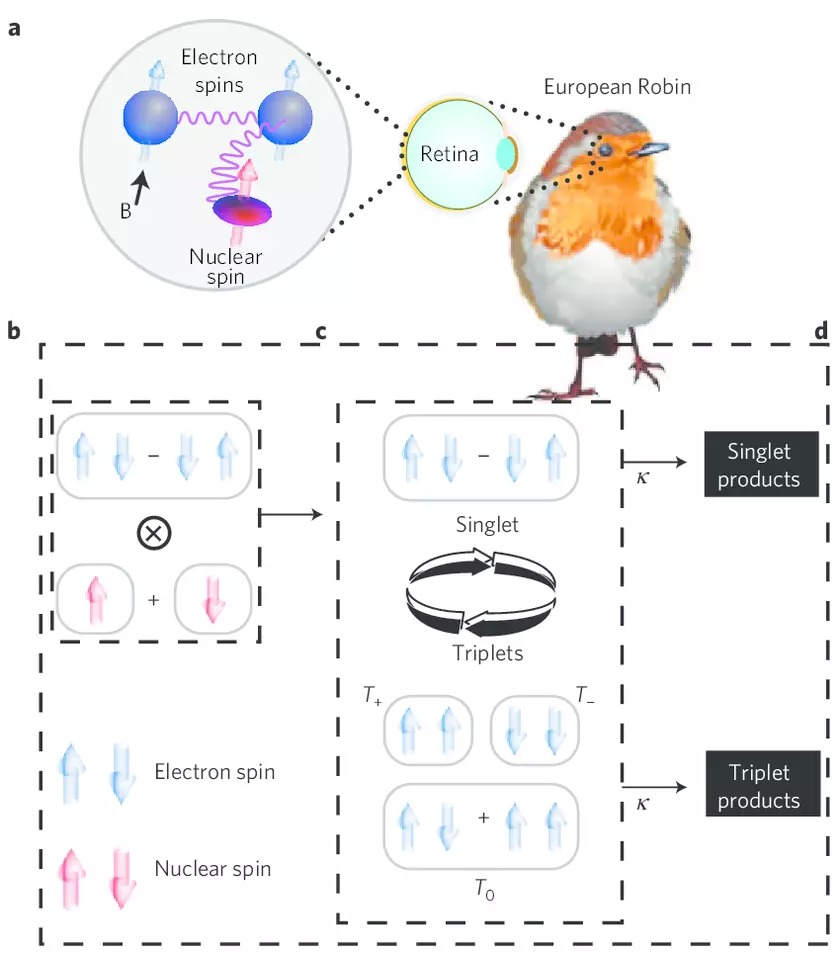 What is quantum biology - My, Biology, Living cell, Organism, Quantum Biology, Quantum entanglement, The quantum physics, Quantum mechanics, Longpost