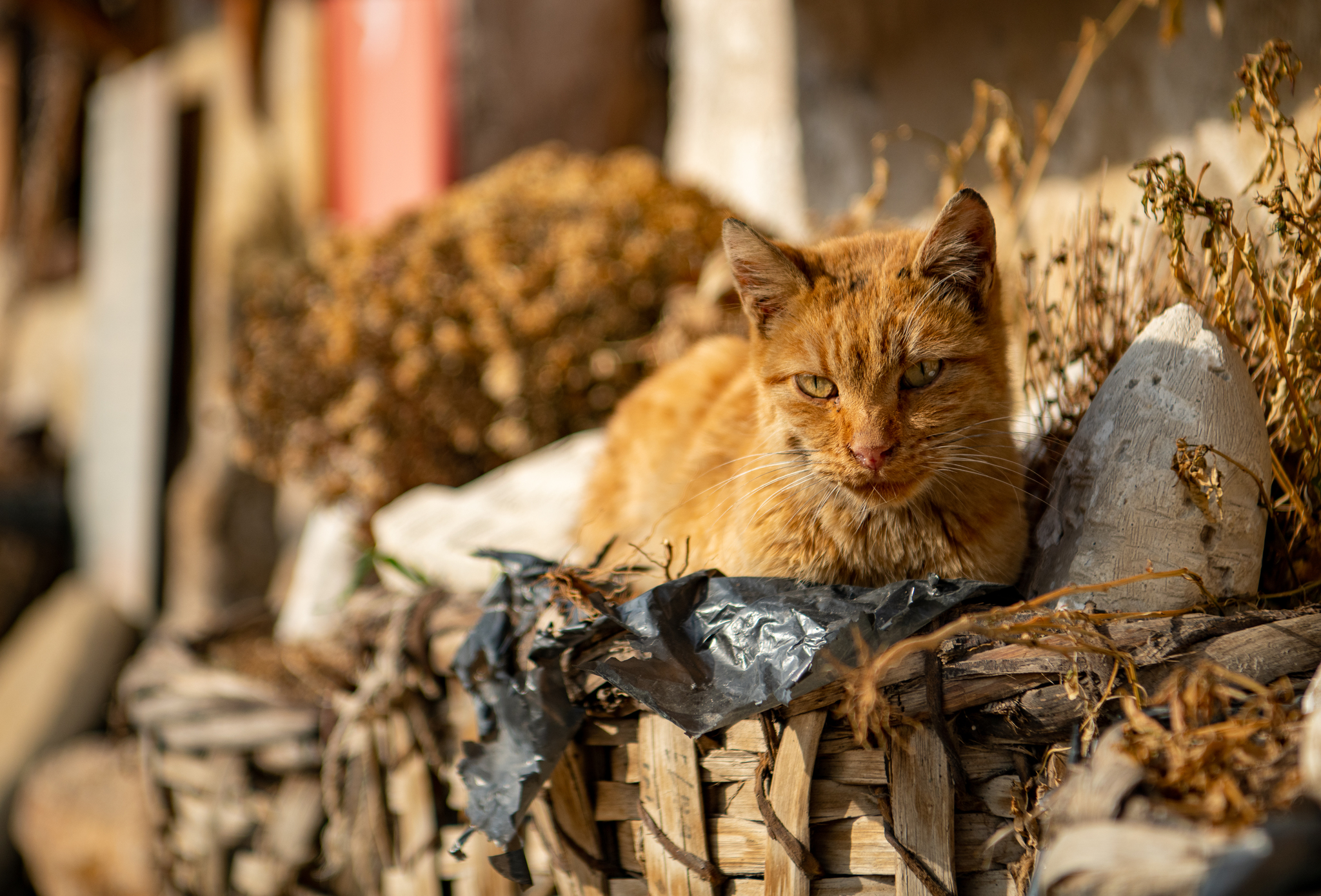 Коты Каппадокии! - Моё, Кот, Турция, Длиннопост, Каппадокия