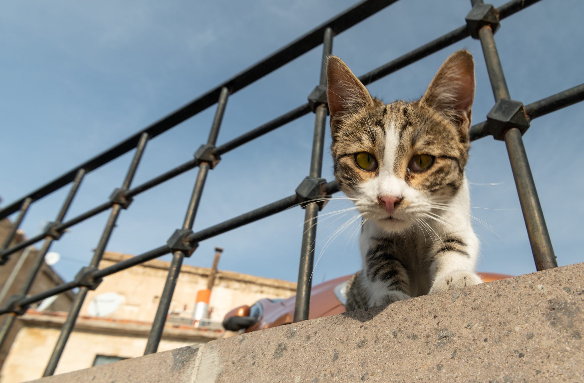 Коты Каппадокии! - Моё, Кот, Турция, Длиннопост, Каппадокия