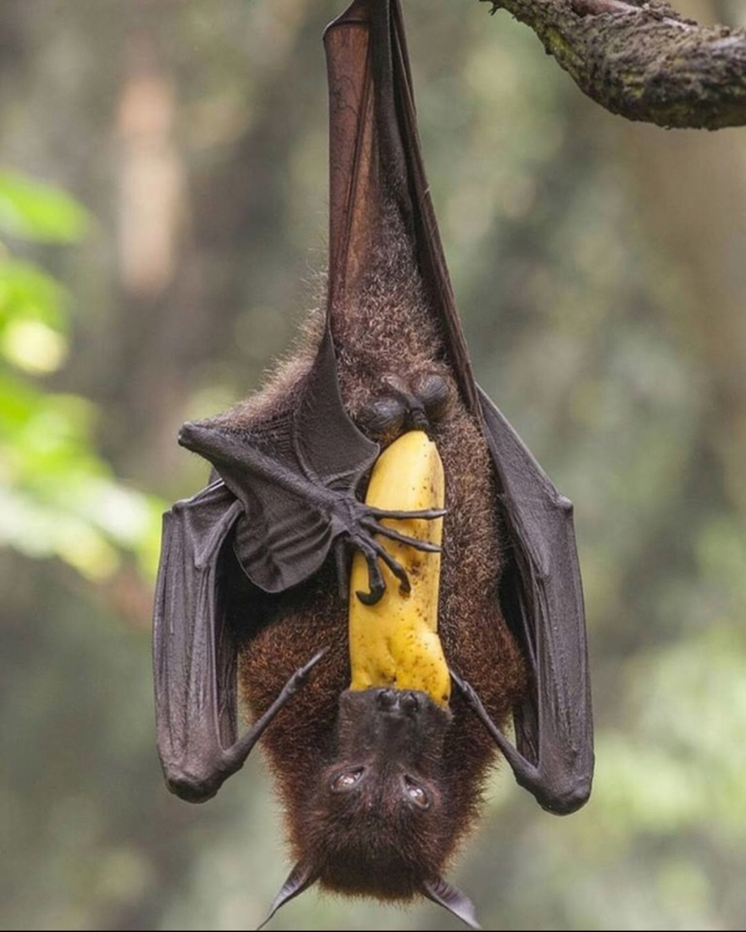 Lunch with a 15-minute break - Images, Positive, Funny animals, Bats, Bat