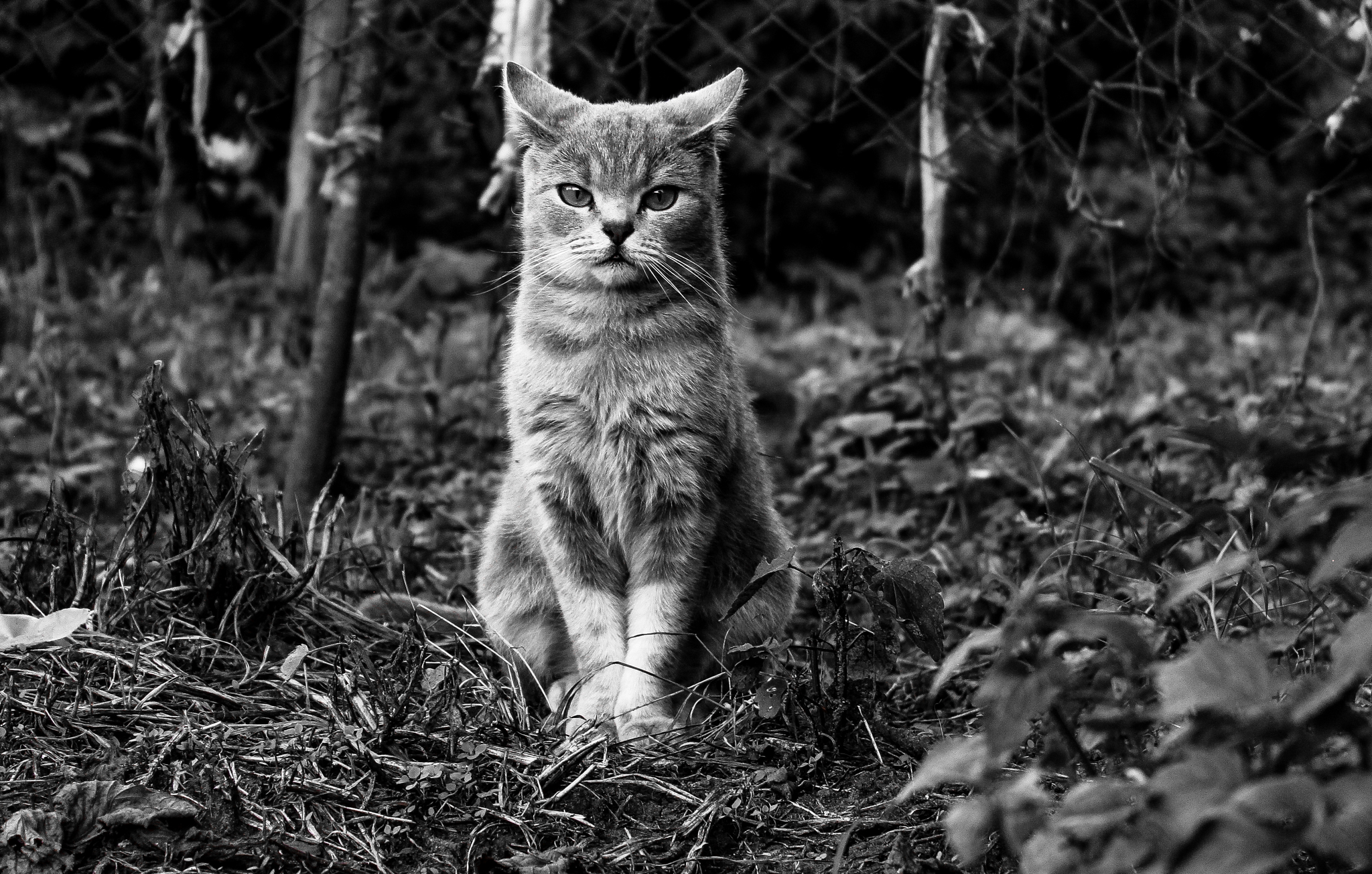 Serious - My, cat, Pets, Black and white photo