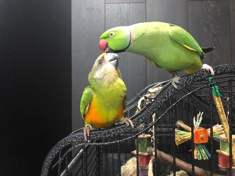 My pet has a new friend) - My, A parrot, Senegal parrot