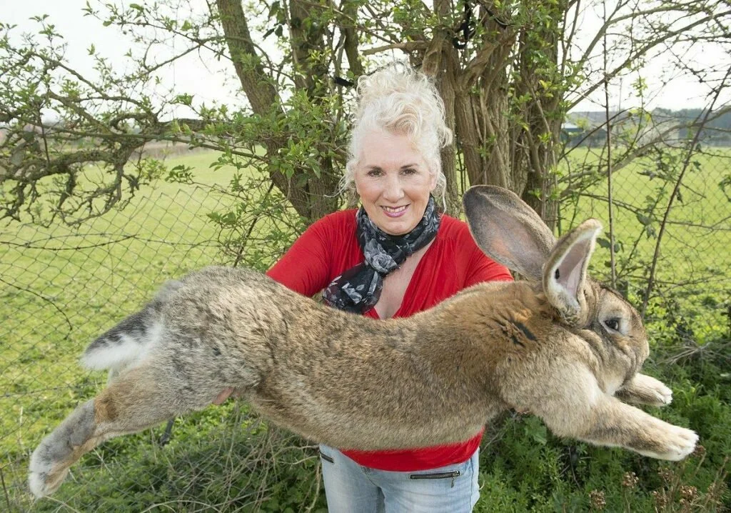 Flandre: A monster rabbit the size of a dog! Why didn't it become a revolution in agriculture? - Rabbit, Pets, Yandex Zen, Animals, Longpost