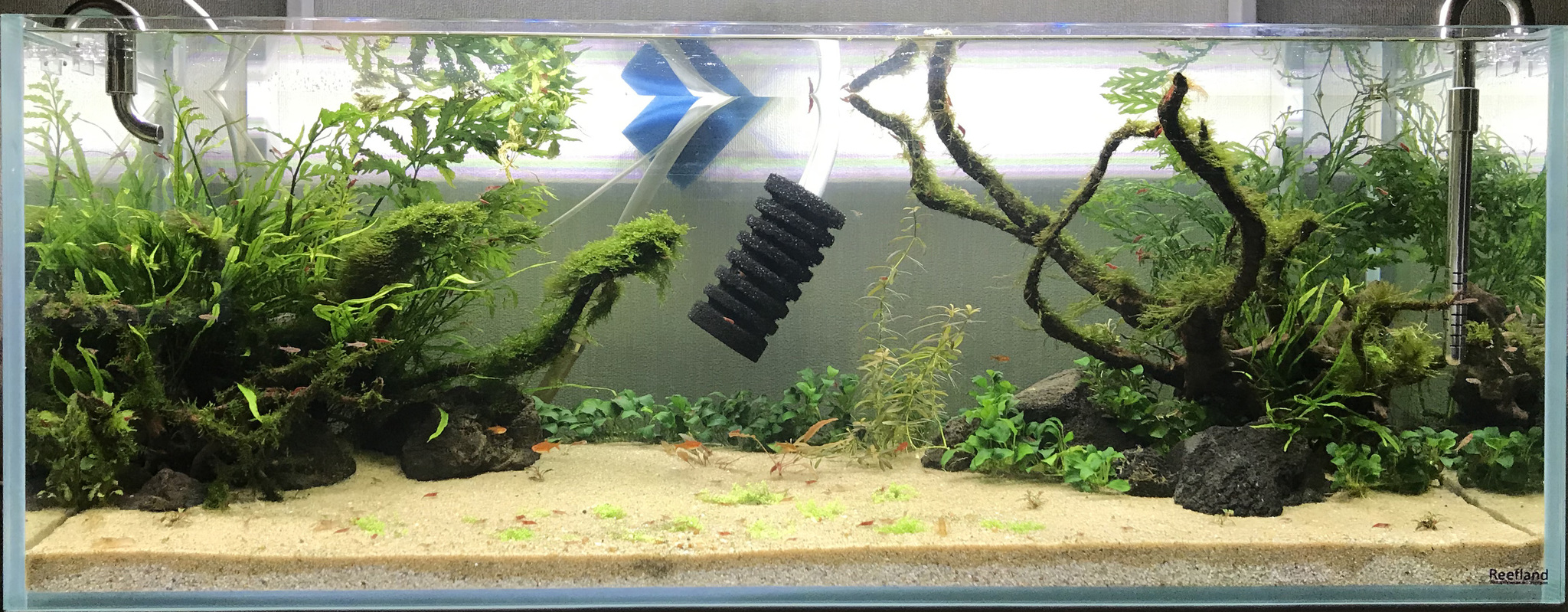 Continuation of the post “My Aquarium” - My, Aquarium, Hobby, Aquascape, Reply to post, Longpost