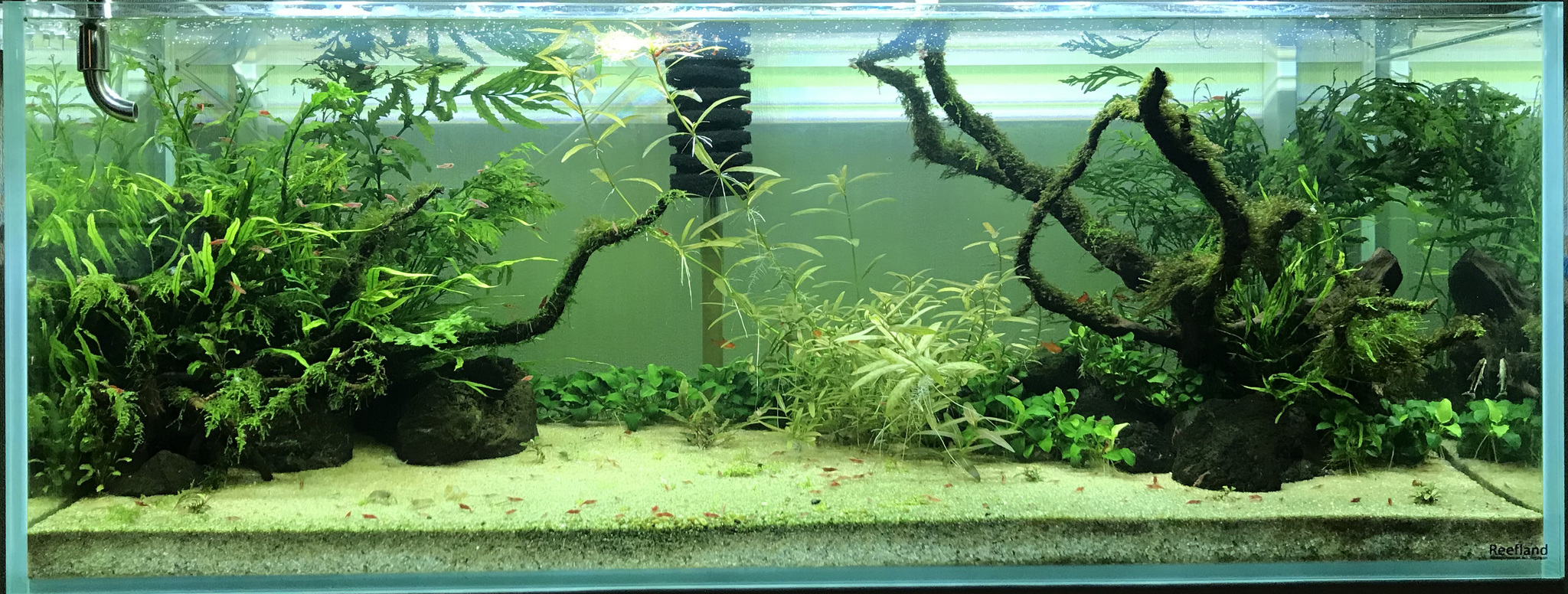 Continuation of the post “My Aquarium” - My, Aquarium, Hobby, Aquascape, Reply to post, Longpost