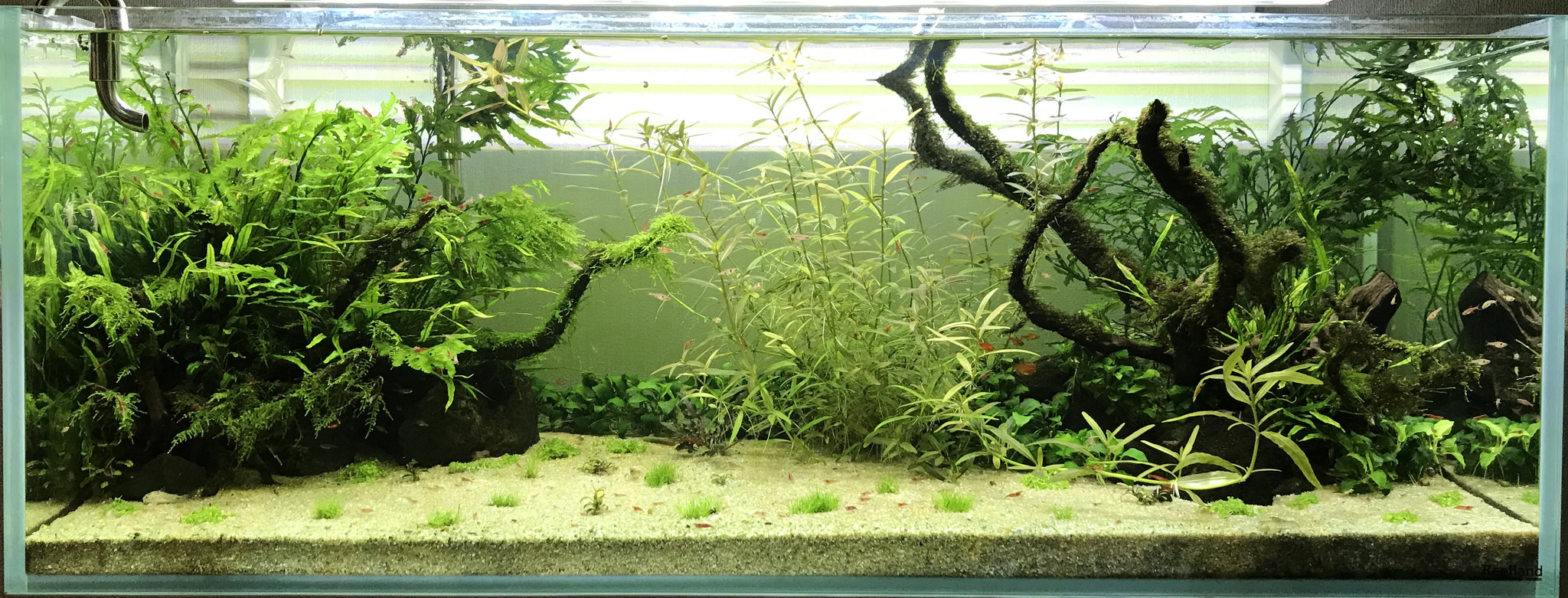 Continuation of the post “My Aquarium” - My, Aquarium, Hobby, Aquascape, Reply to post, Longpost