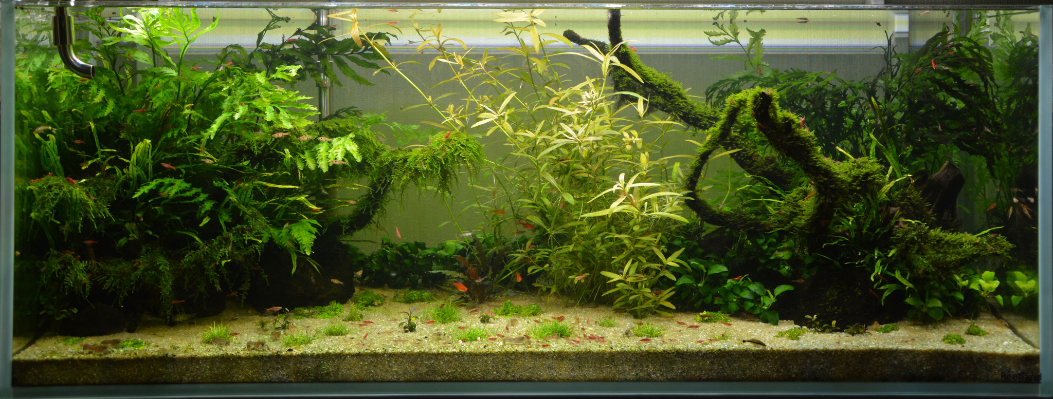 Continuation of the post “My Aquarium” - My, Aquarium, Hobby, Aquascape, Reply to post, Longpost