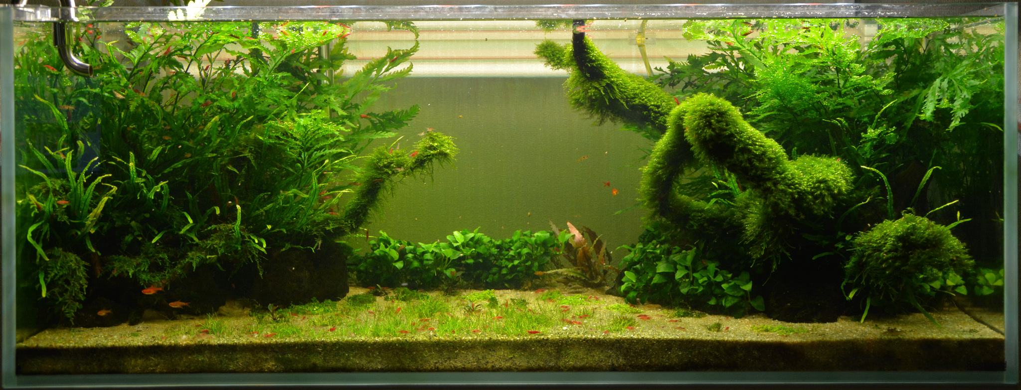 Continuation of the post “My Aquarium” - My, Aquarium, Hobby, Aquascape, Reply to post, Longpost