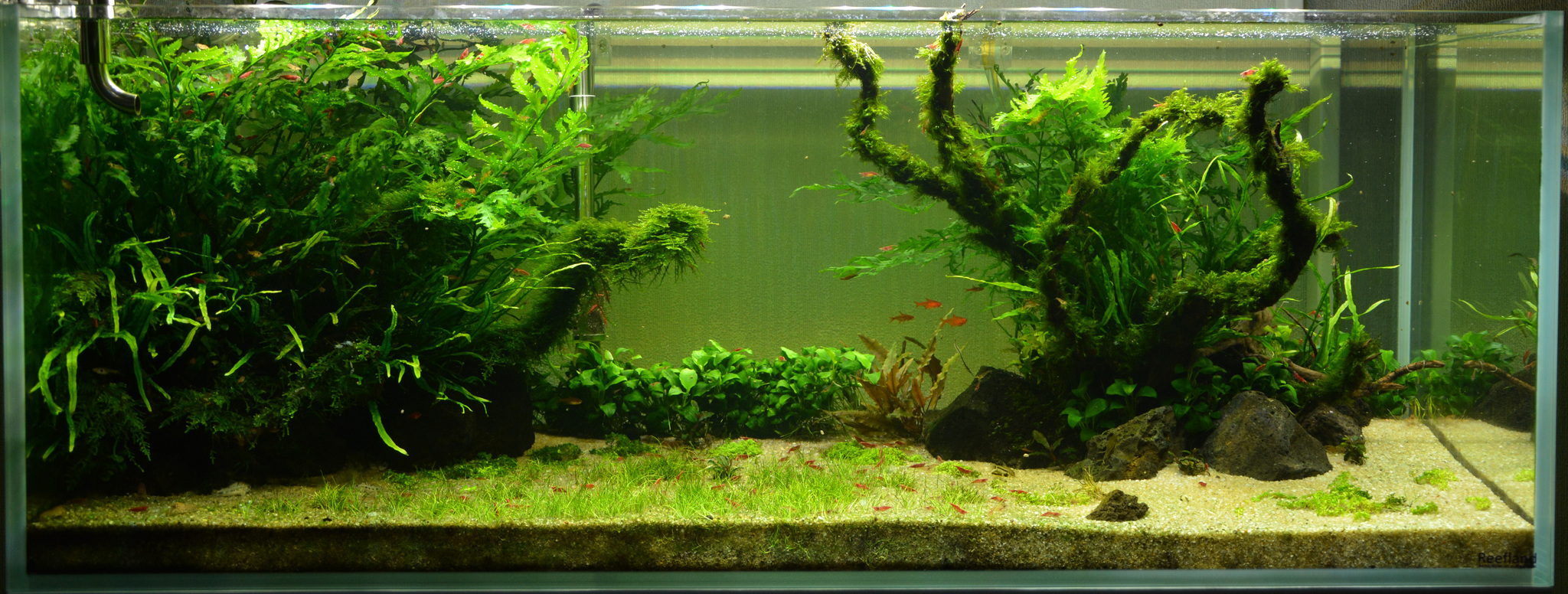 Continuation of the post “My Aquarium” - My, Aquarium, Hobby, Aquascape, Reply to post, Longpost