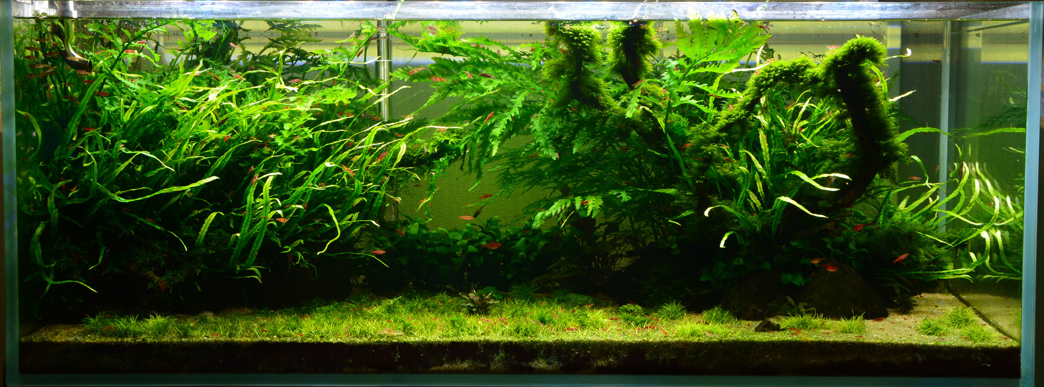 Continuation of the post “My Aquarium” - My, Aquarium, Hobby, Aquascape, Reply to post, Longpost