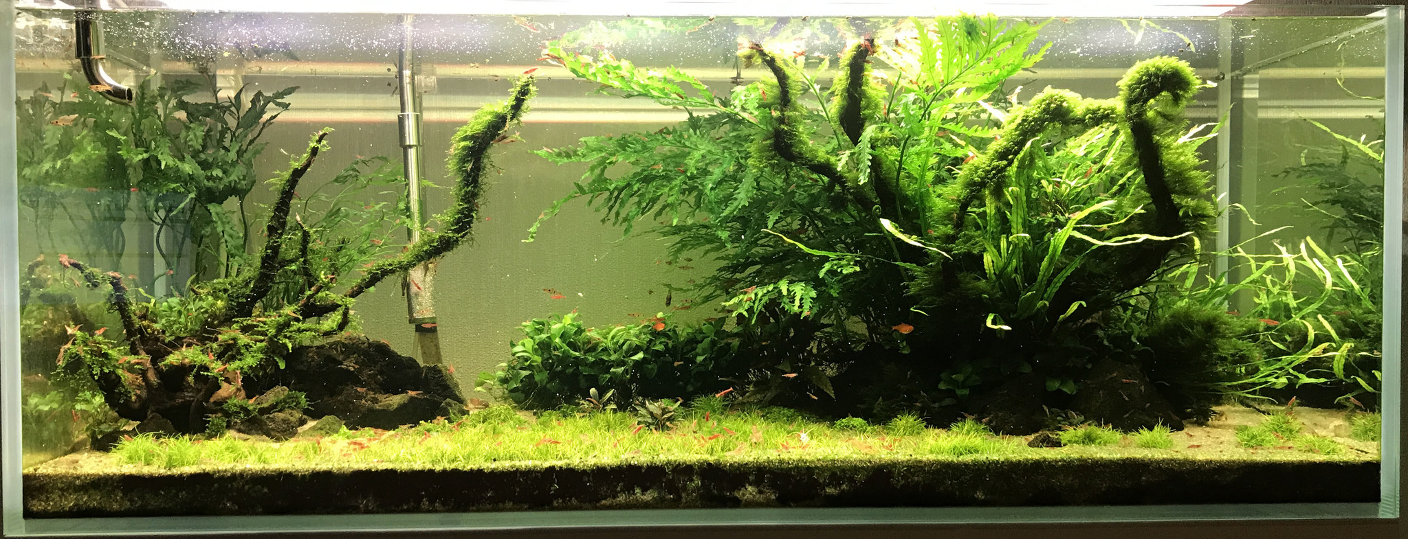 Continuation of the post “My Aquarium” - My, Aquarium, Hobby, Aquascape, Reply to post, Longpost